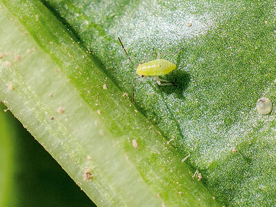 SESVanderHave suikerbieten - overbrenger ziektes en plagen insect vergeling aphids
