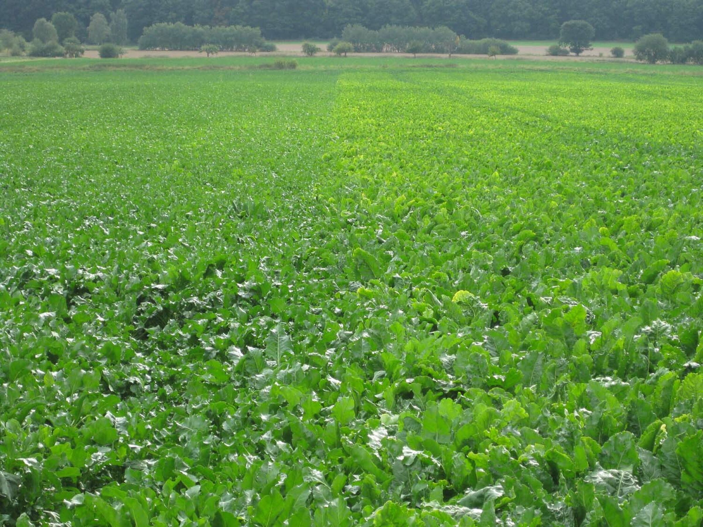 SESVanderHave - sugar beet pests and diseases - Virus Yellows - Beet Yellowing Virus in a sugar beet field