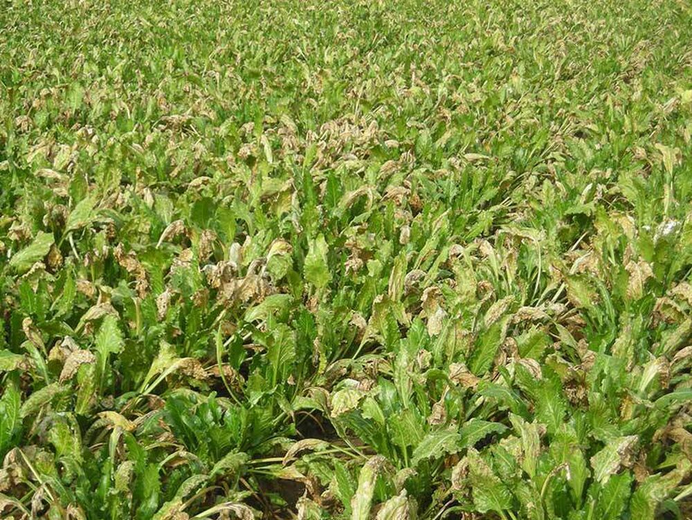 SESVanderHave - sugar beet pests and diseases - leaf diseases - ramularia in a sugar beet field