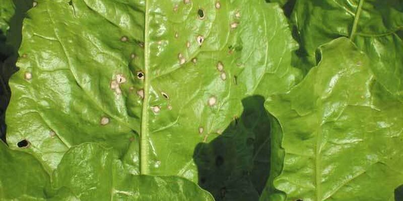 SESVanderHave - España remolacha azucarera – enfermedades de hoja - cercospora