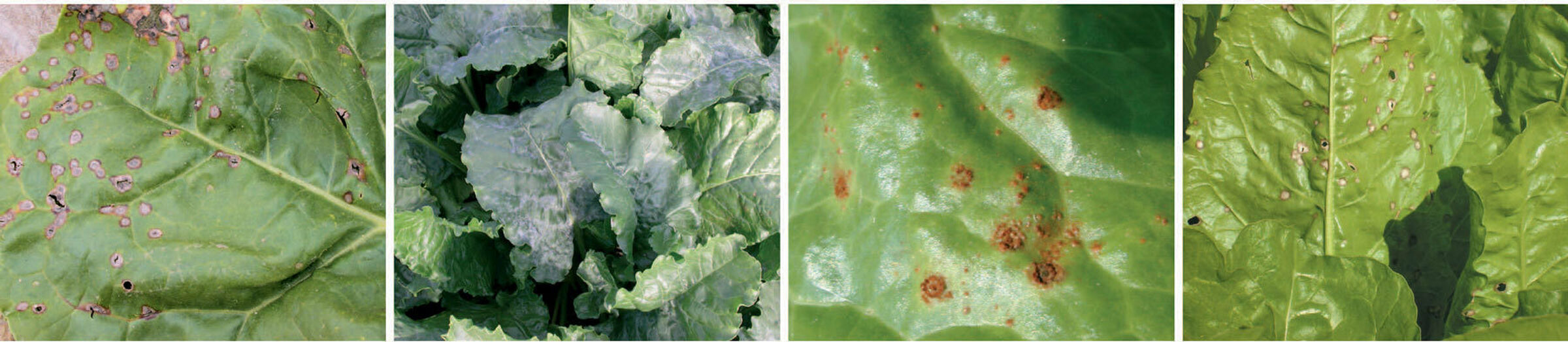 SESVanderHave - sugarbeet pests and diseases - leaf diseases, symptoms, spreading and control
