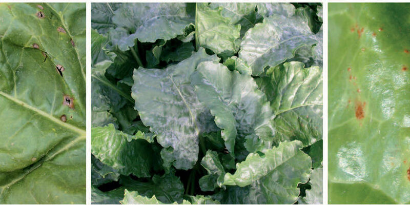 SESVanderHave - sugar beet pests and diseases - leaf diseases, symptoms, spreading and control