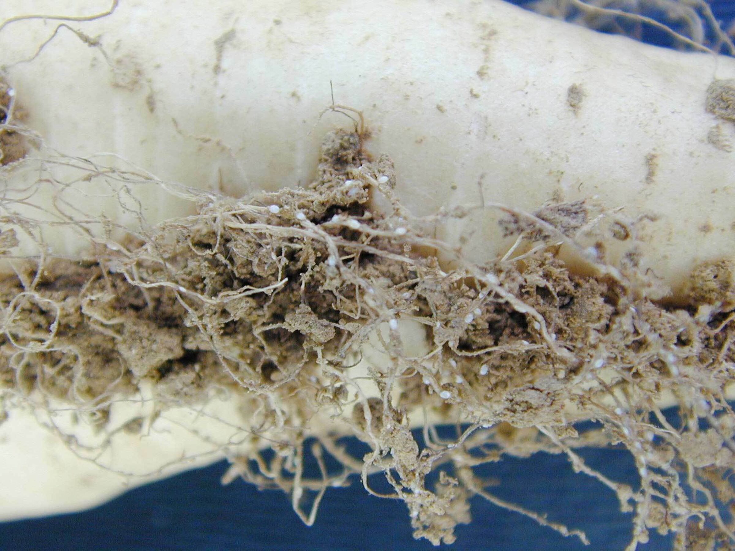 SESVanderHave - sugar beet pests and diseases - white beet cyst nematodes in the root hairs of a sugar beet