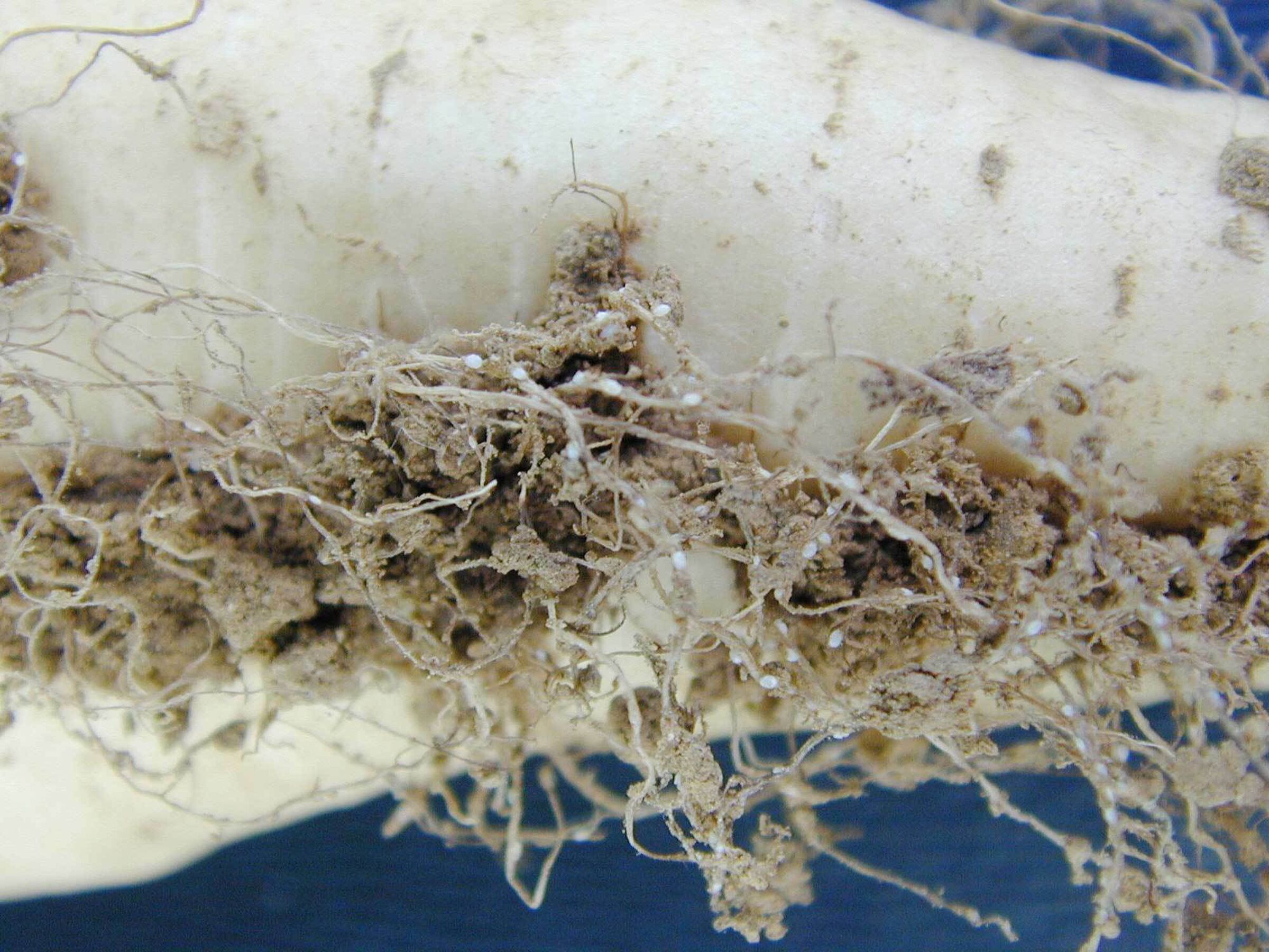 Sesvanderhave sugar beet diseases nematodes header