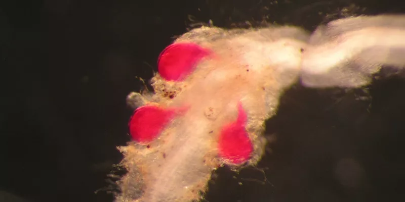 SESVanderHave - sugar beet pests and diseases - Root Knot Nematodes Meloidogyne Chitwoodi Fallax Nasii - Potato and carrot pest