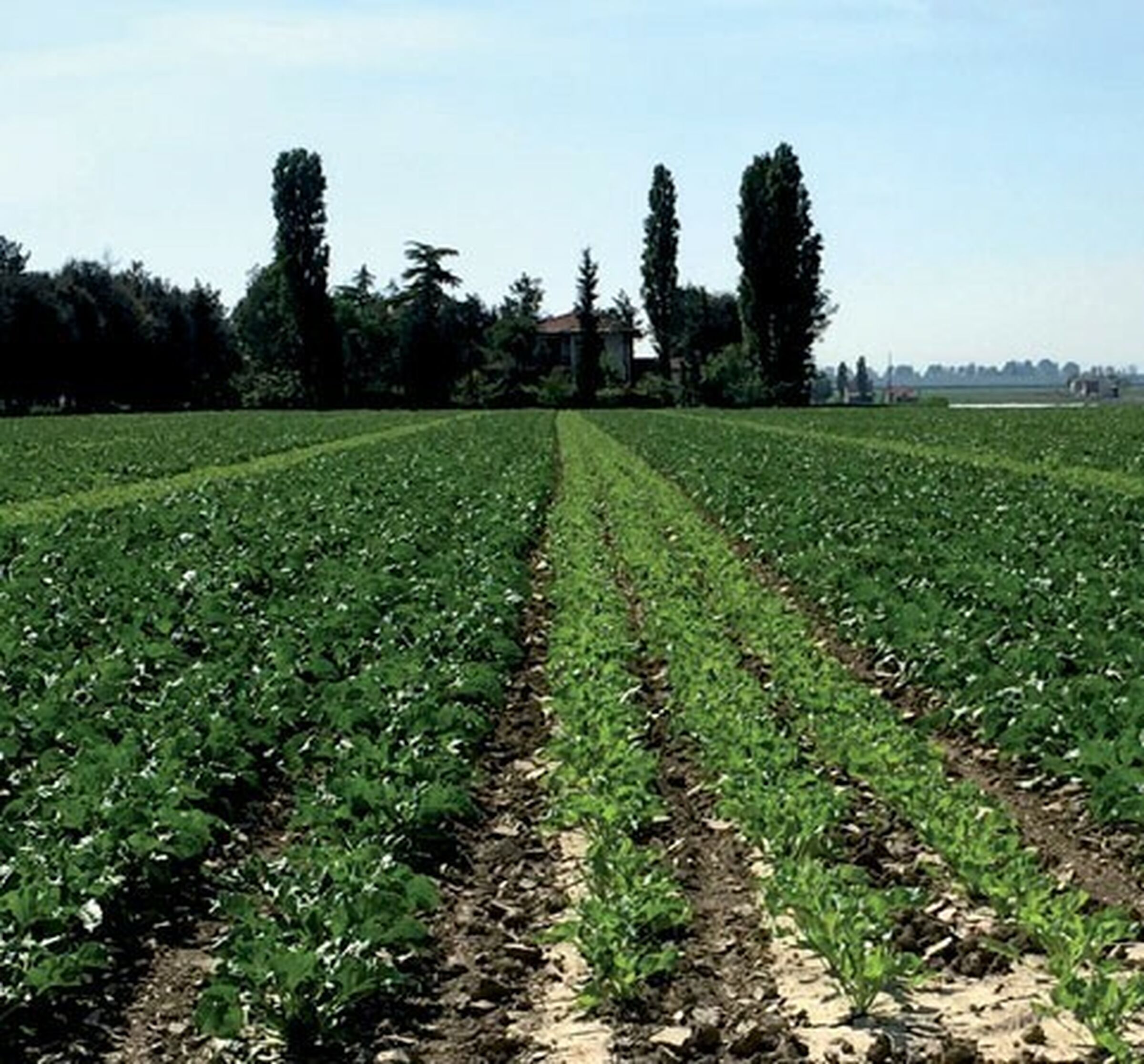 SESVanderHave seme di barbabietola da zucchero - produzione del seme - campi di produzione Italia