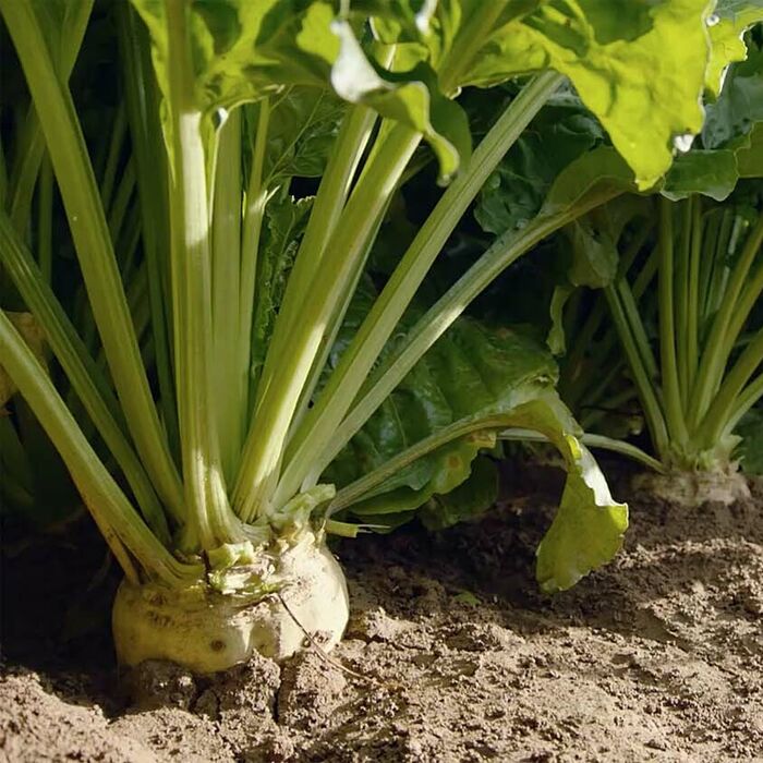 Sugar Beet Seed