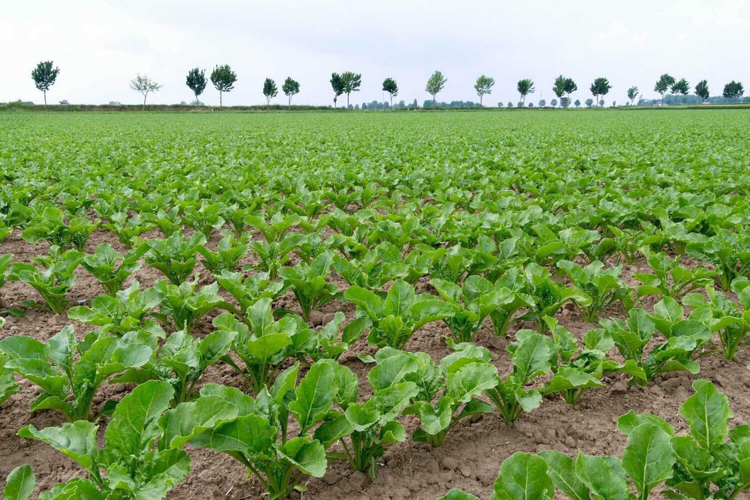 SESVanderHave sugarbeet seed - growing sugarbeets, healthy leaves, green crops, best varieties