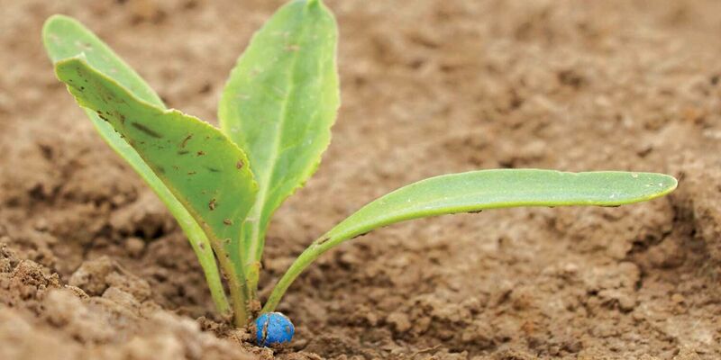 SESVanderHave - malá rostlina modrá semena pěstování plodin