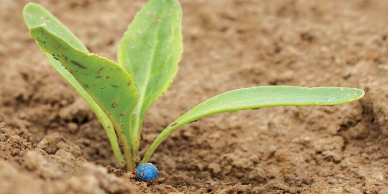 SESVanderHave - piccola pianta blu seme coltivazione
