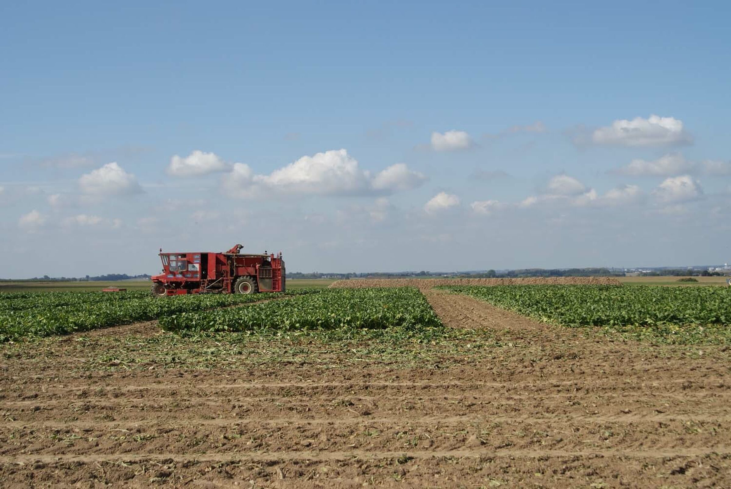 Sesvanderhave beet harvest machine on field