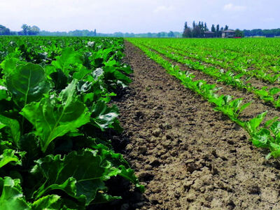 SESVanderHave - italia varietà autunnali 2021