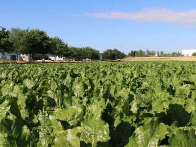 SESVanderHave suikerbietenzaad - suikerbietenveld, brede bladgezondheid, robuuste rassen