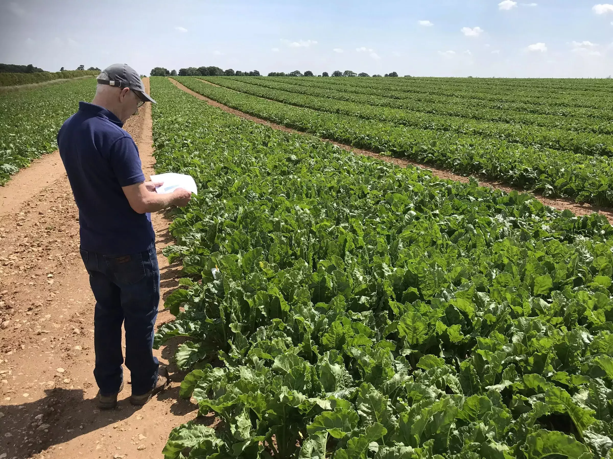 Sesvanderhave sugar beet seed sugar beet plants employee on the field assessment