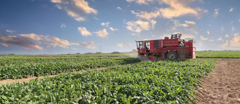 SESVanderHave suikerbietenzaad - oogst, rooien demoveld met het mobile tarehouse. Rassen met verbeterde suikeropbrengst, beste bietenrassen.