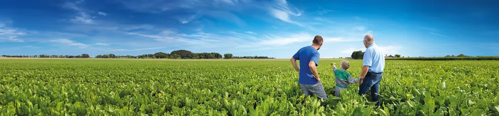 SESVanderHave suikerbietenzaad Nederland, veld met rassen mooie suikerbieten, campagne, familie boeren, bieten telen