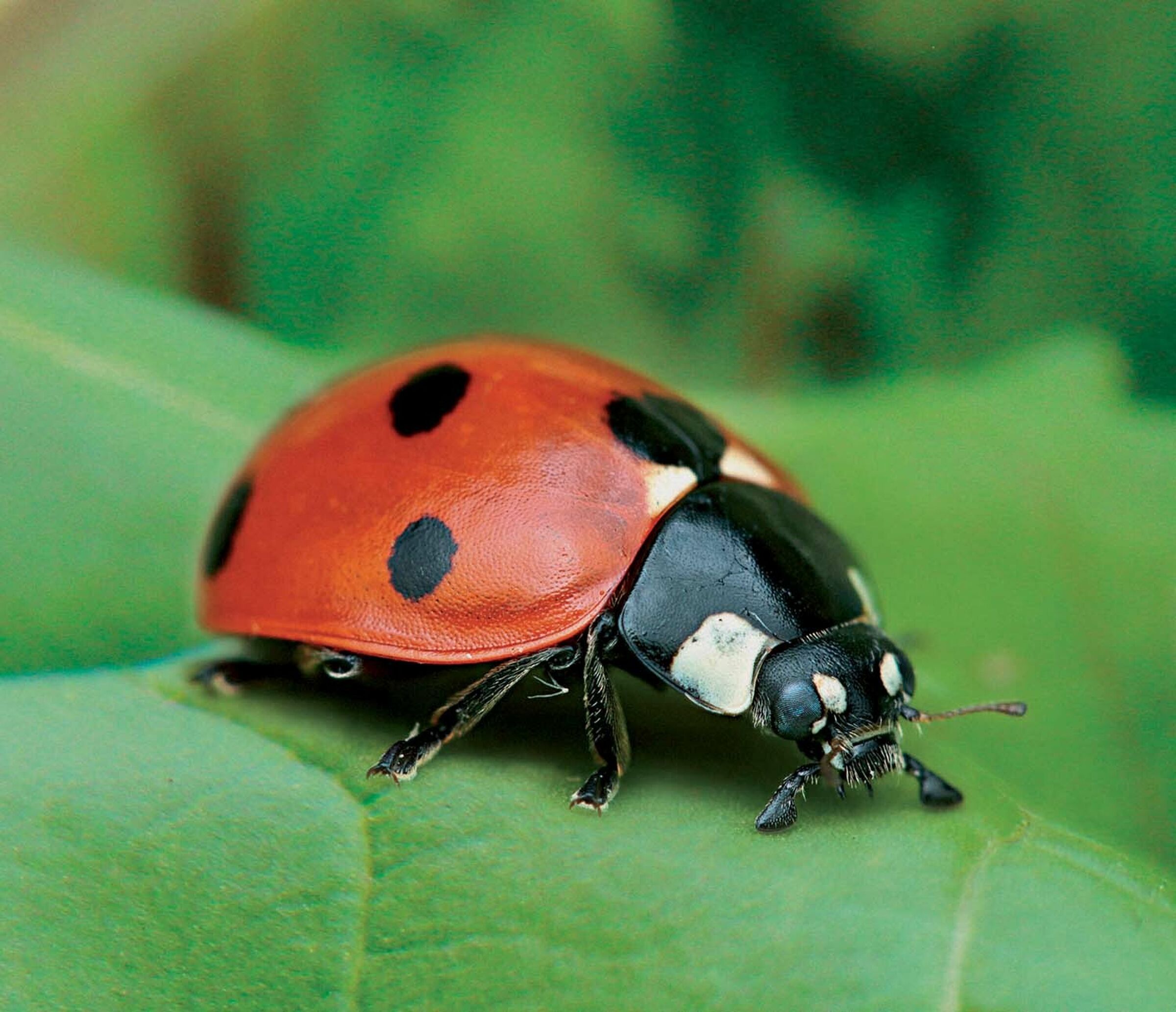 SESVanderHave Maroc Variété de semences de betteraves sucrières BEETLE