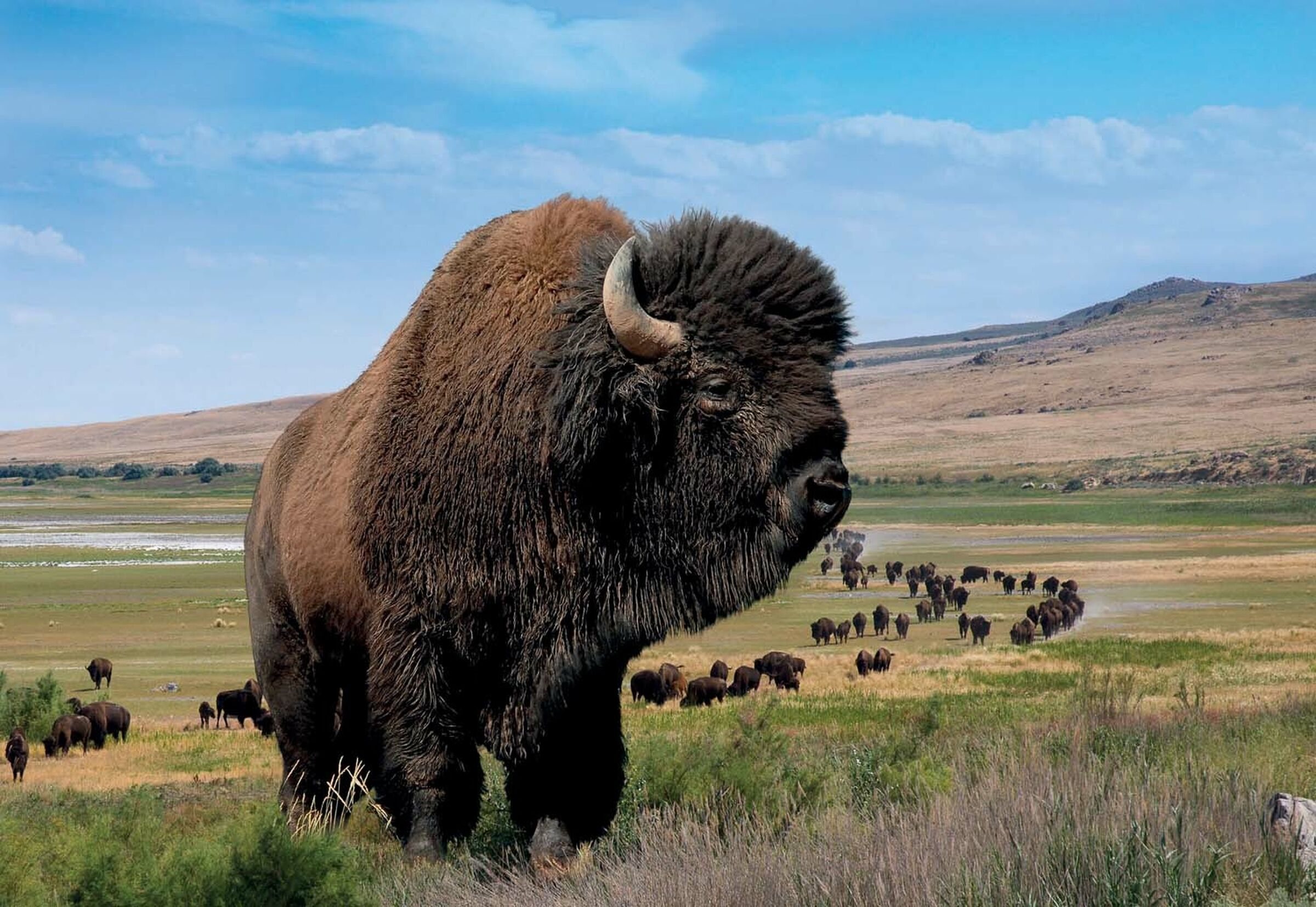 SESVanderHave Maroc Variété de semences de betteraves sucrières BISON