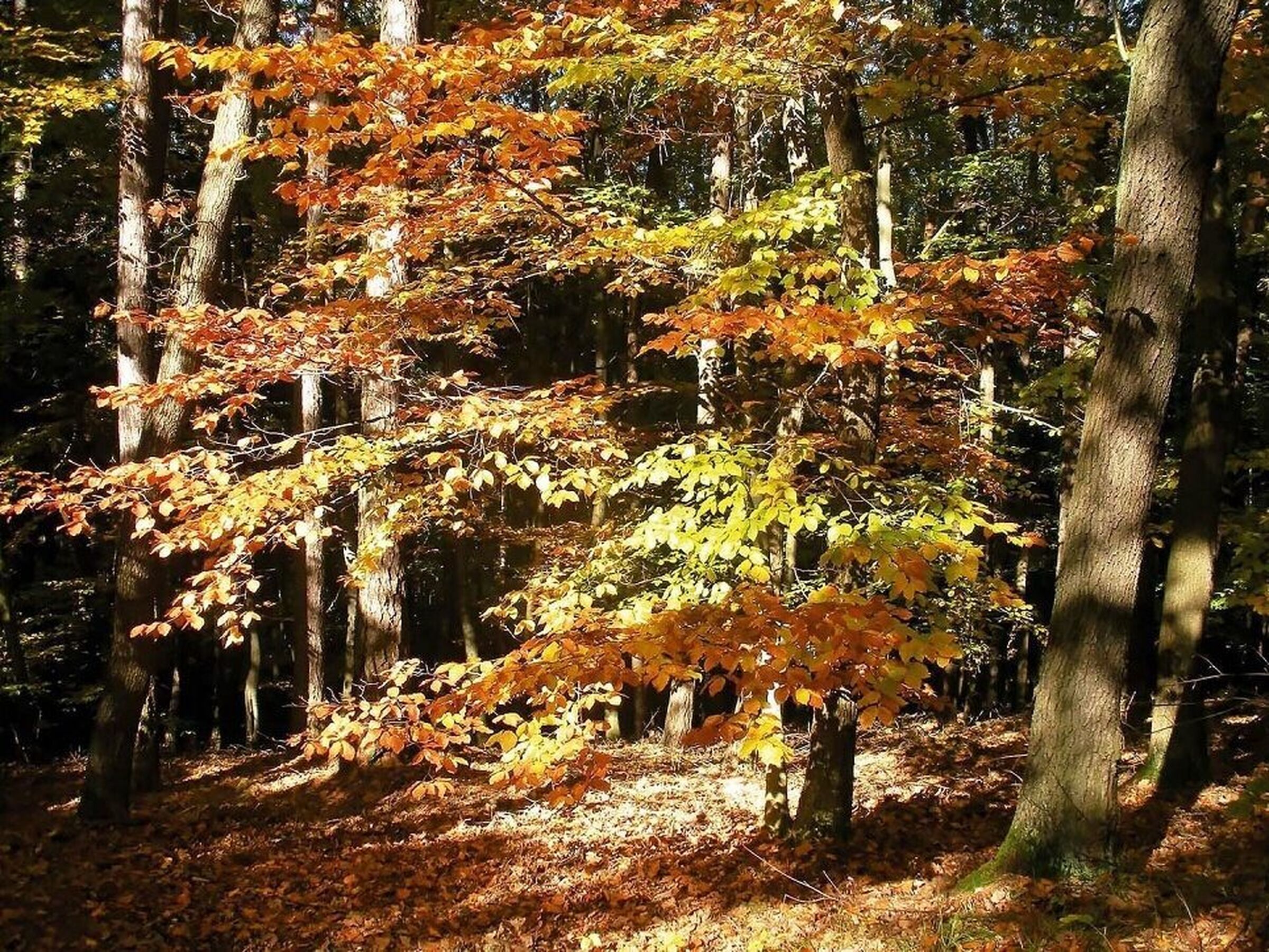 SESVanderHave - slovensko odrody osiva cukrovej repy BUKOVINA