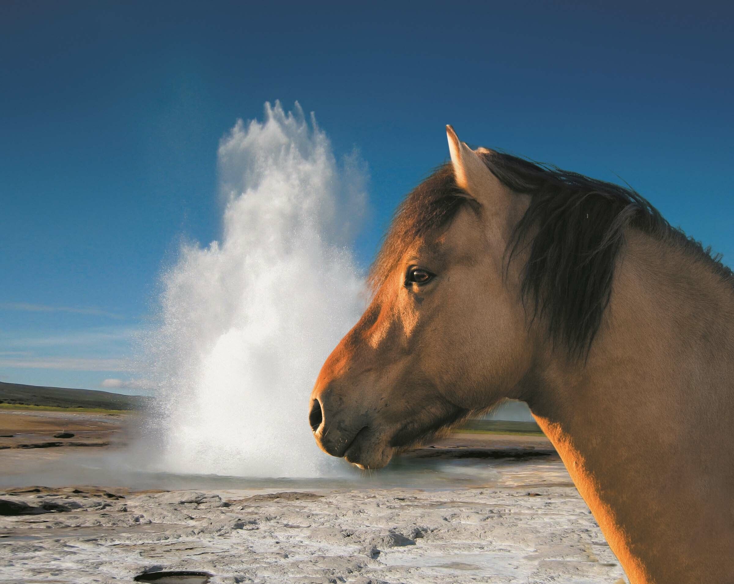 SESVanderHave Maroc Variété de semences de betteraves sucrières GEYSER