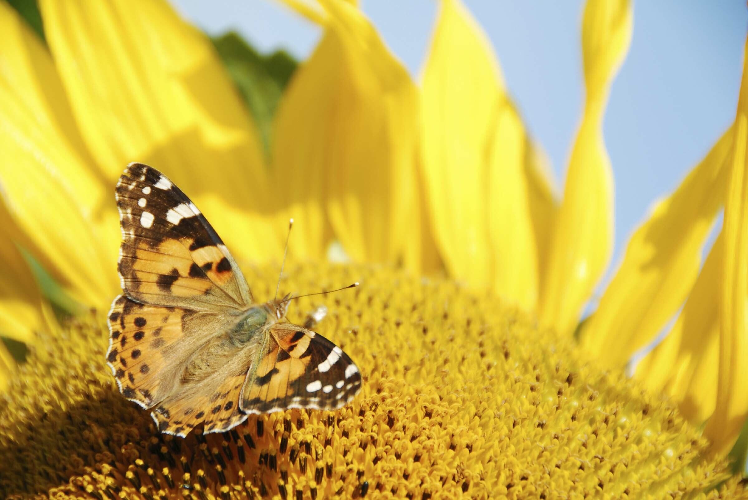 СЕСВандерХаве Россия - семена сахарной свеклы - гибриды - SOLARION