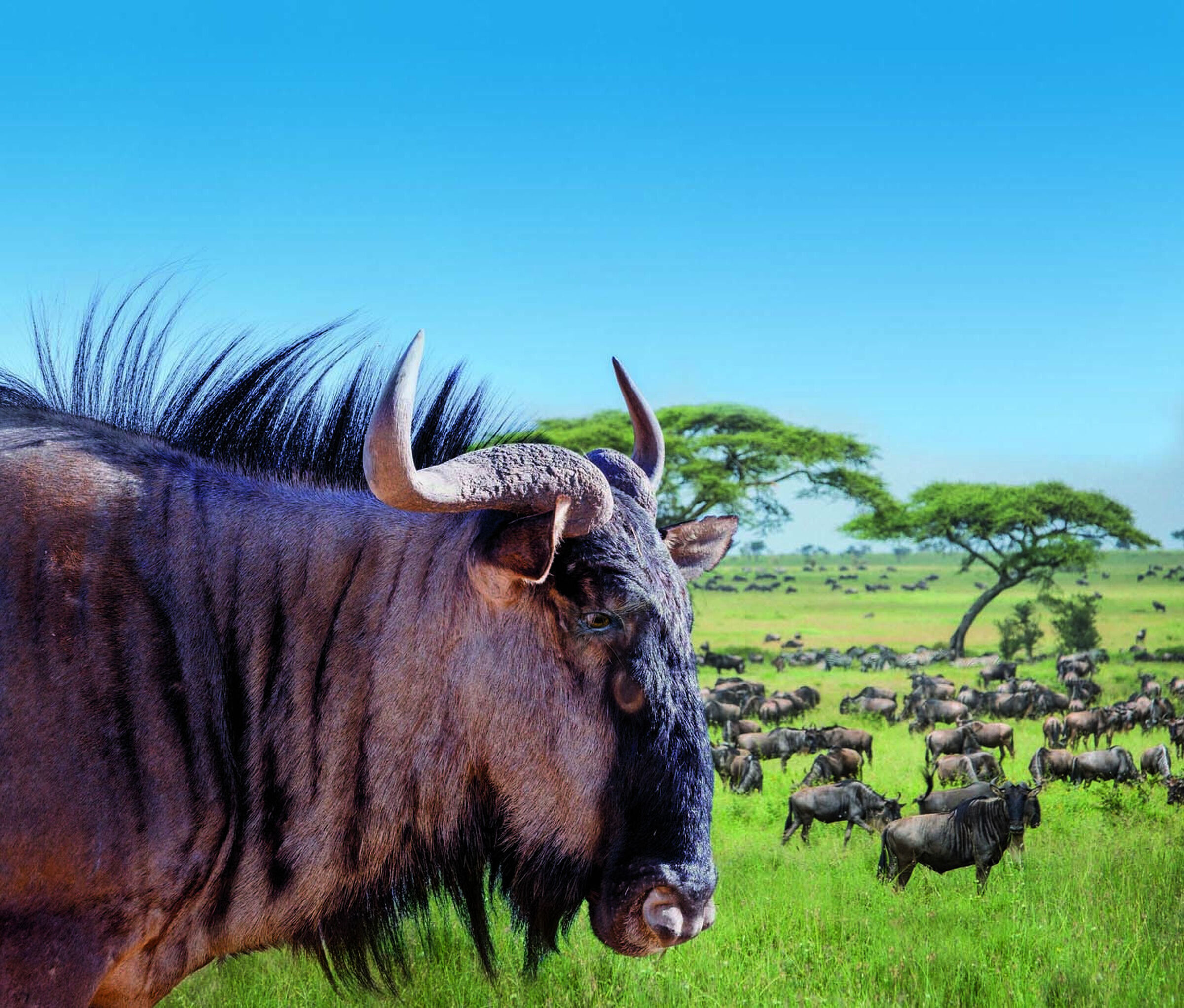 SESVanderHave - españa variedades de semillas de remolacha azucarera JUNCAL TRECK