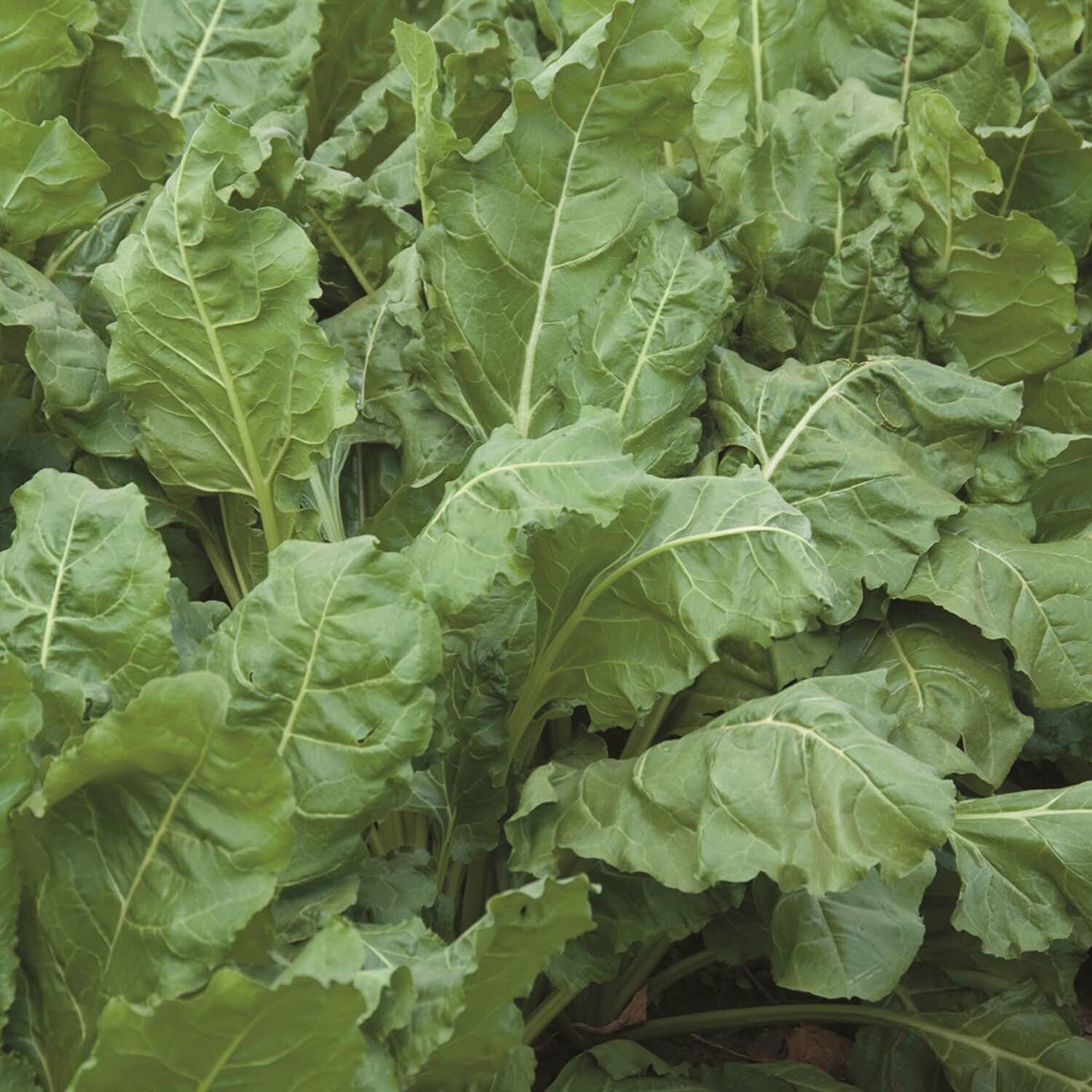 SESVanderHave Sugar beet seed varieties Amadeus