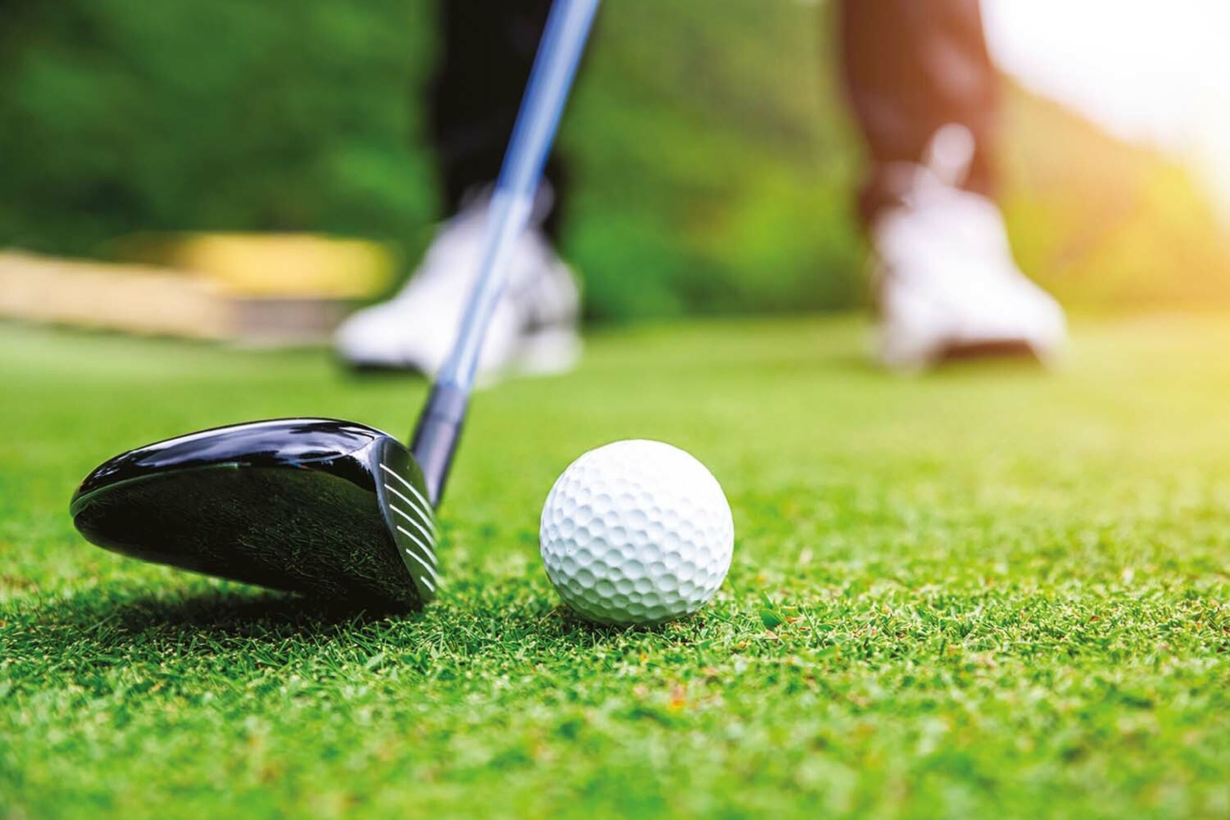 SESVanderHave - polska nasiona buraka cukrowego odmiany GOLF