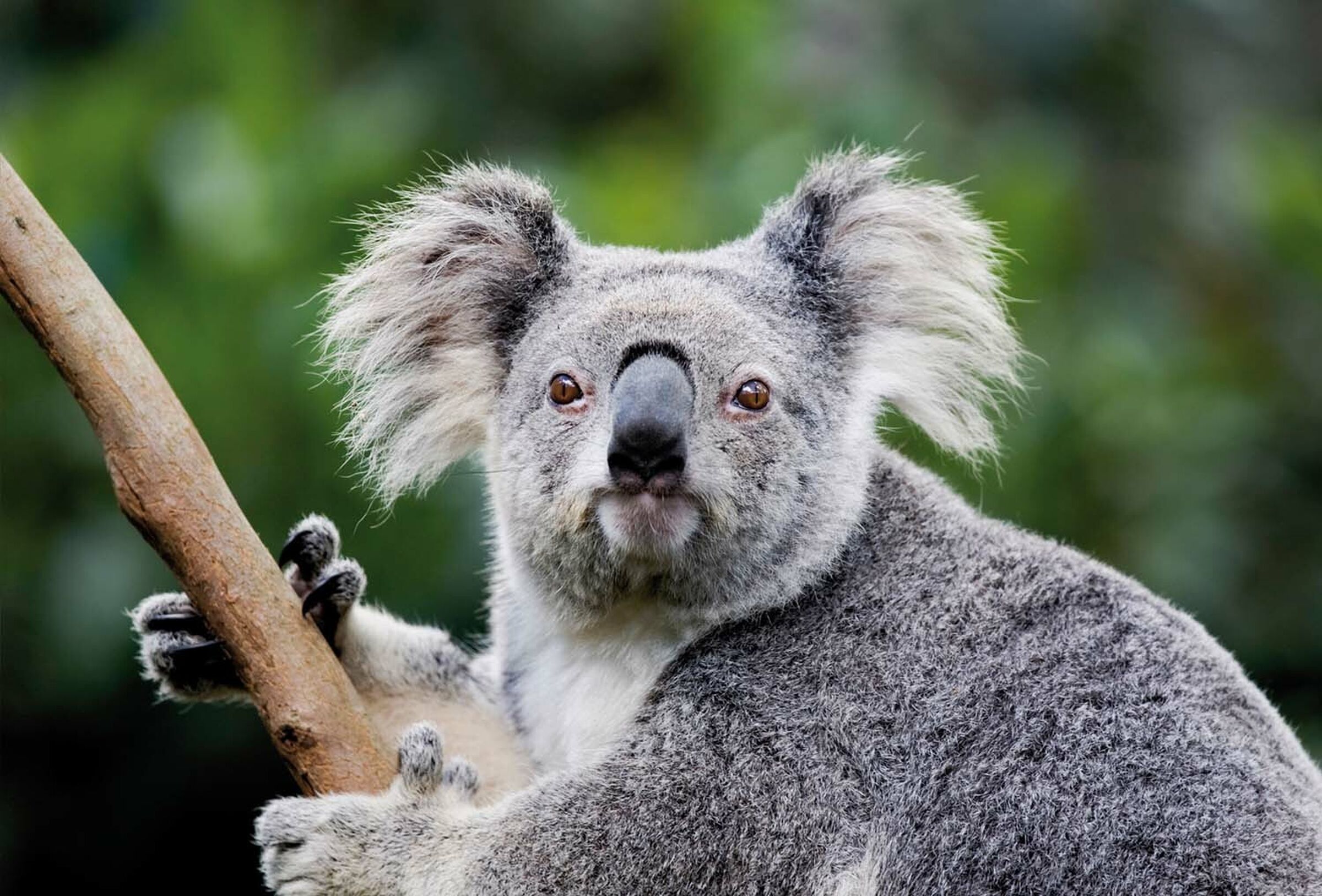 СЕСВандерХаве - сорте семена шећерне репе koala