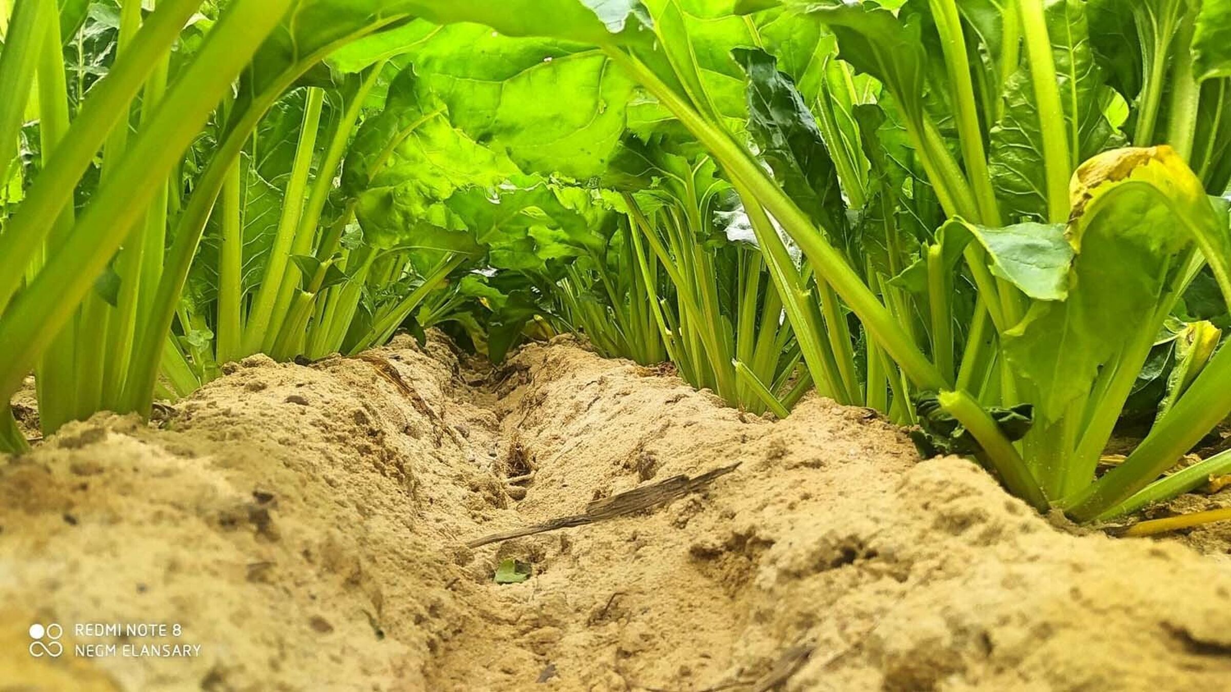 SESVanderHave Sugar beet seed Varieties Desert