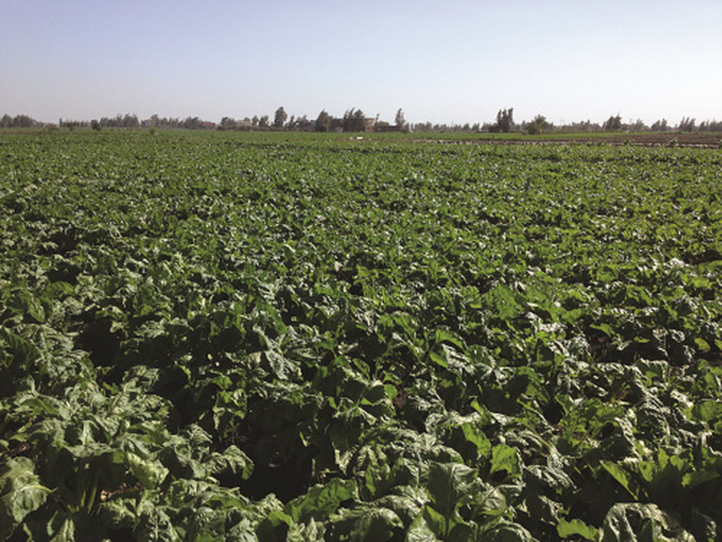 SESVanderHave Sugar beet seed Varieties Rizobel balkis