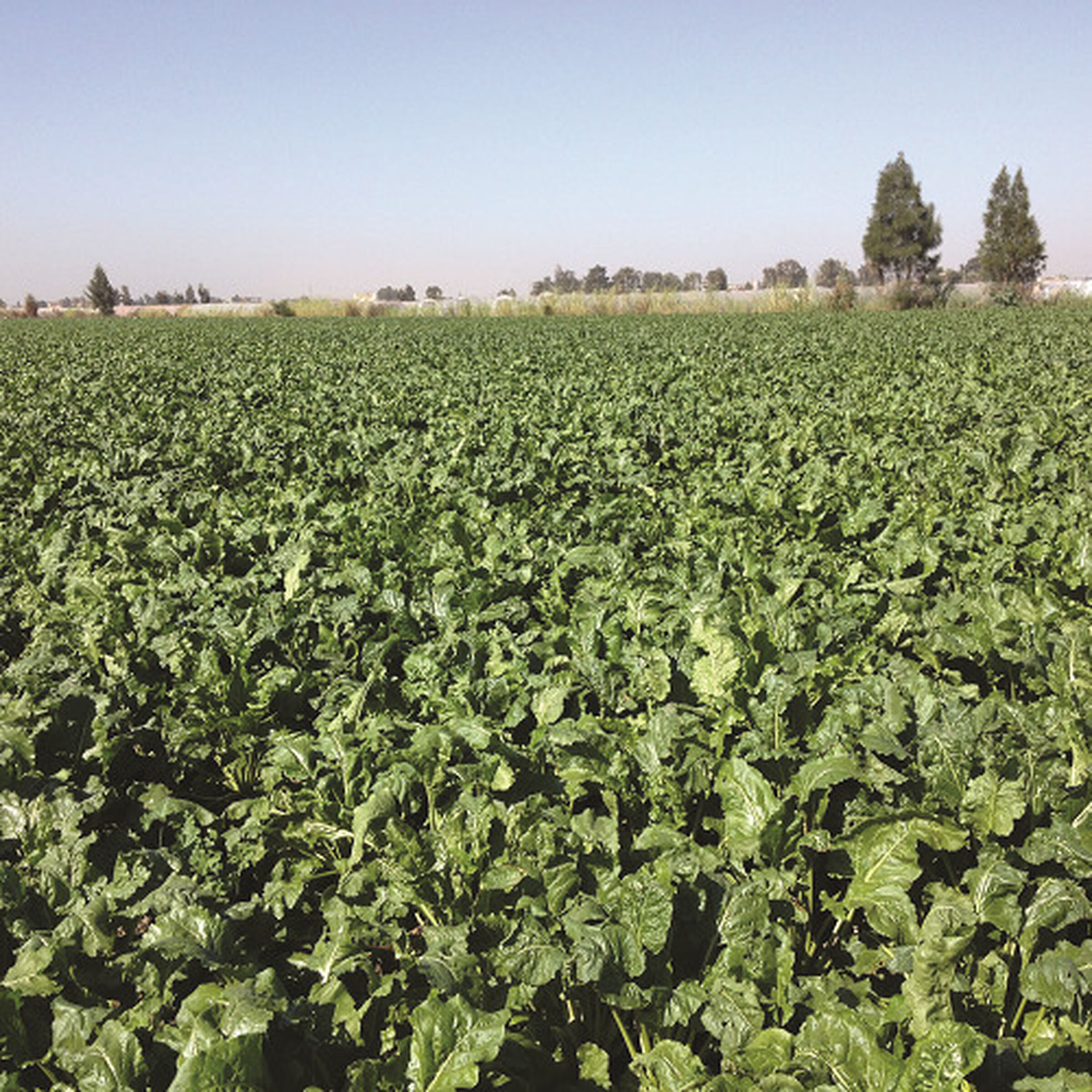 SESVanderHave Sugar beet seed Varieties Sarah Farida