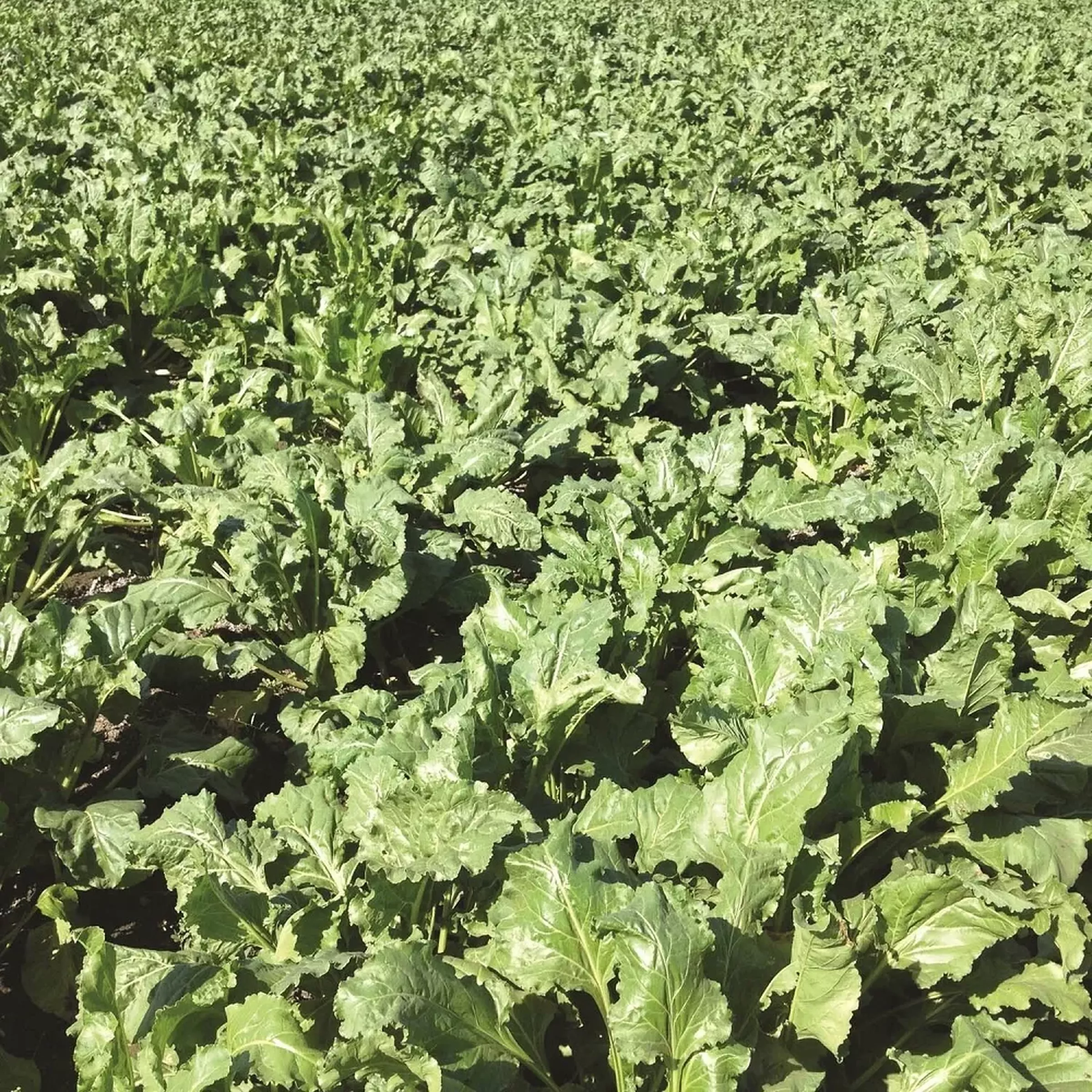 SESVanderHave Sugar beet seed Varieties Pleno setenil