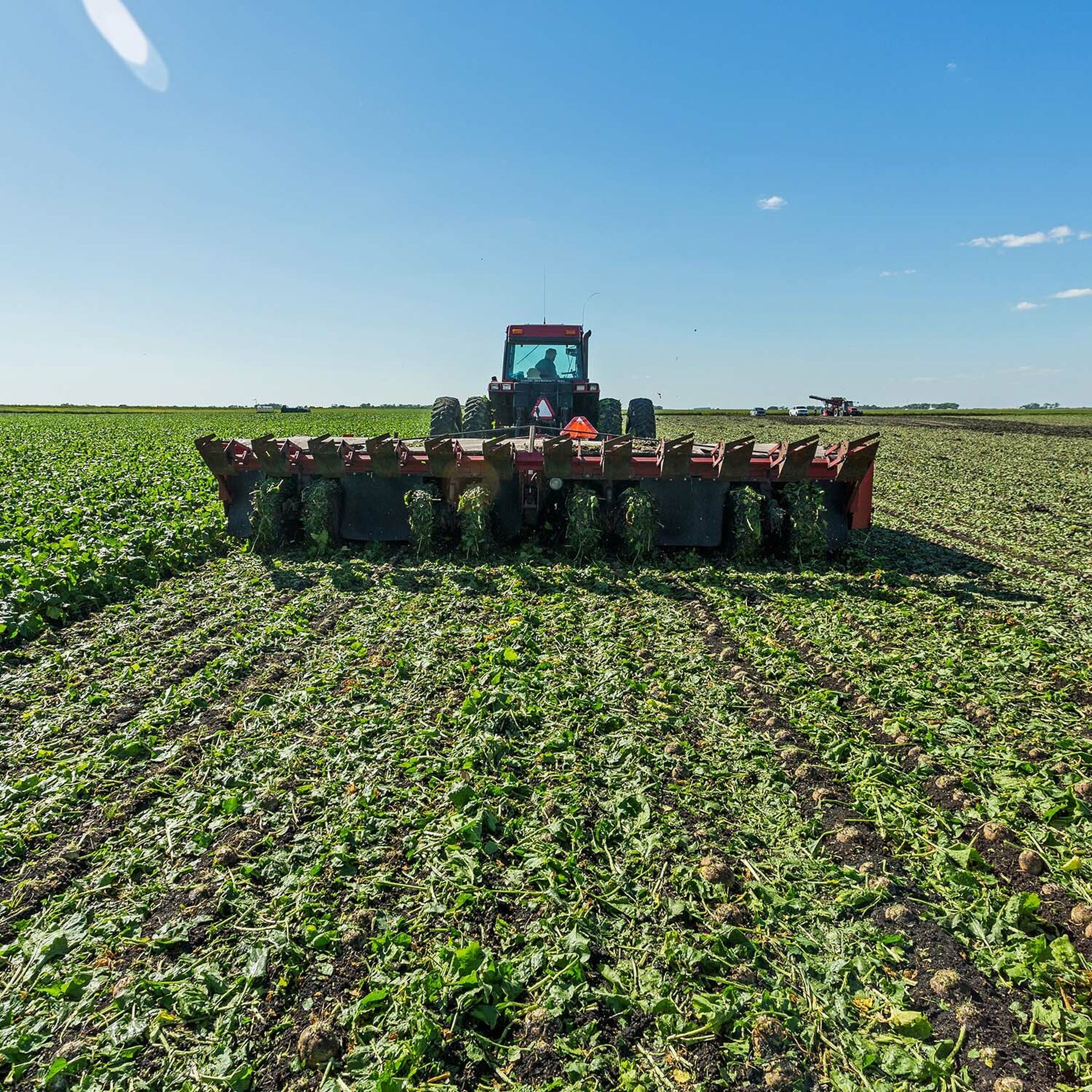 SESVanderHave USA Sugarbeet Seed Varieties SV 862