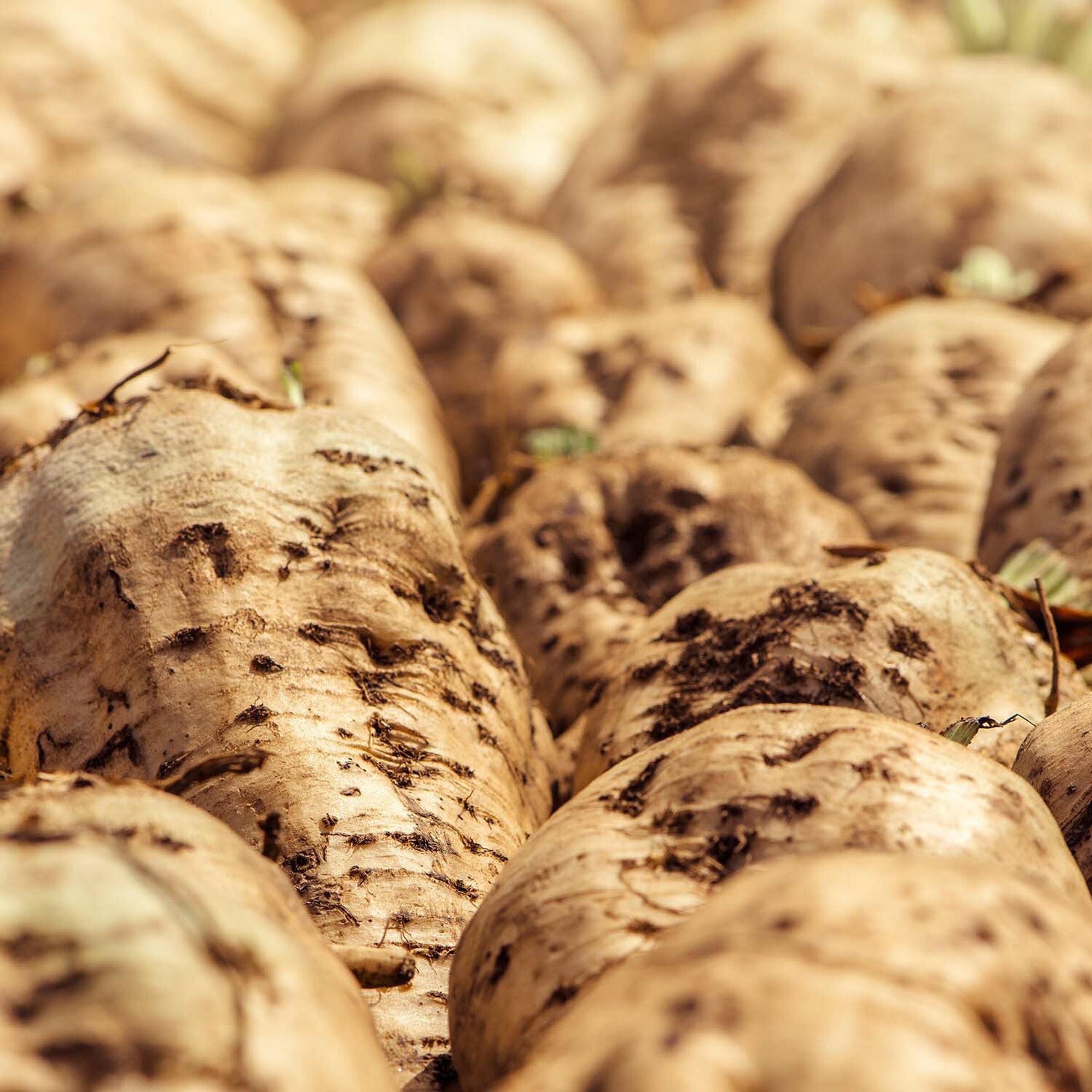 SESVanderHave USA Sugarbeet Seed Varieties SV 1699 N
