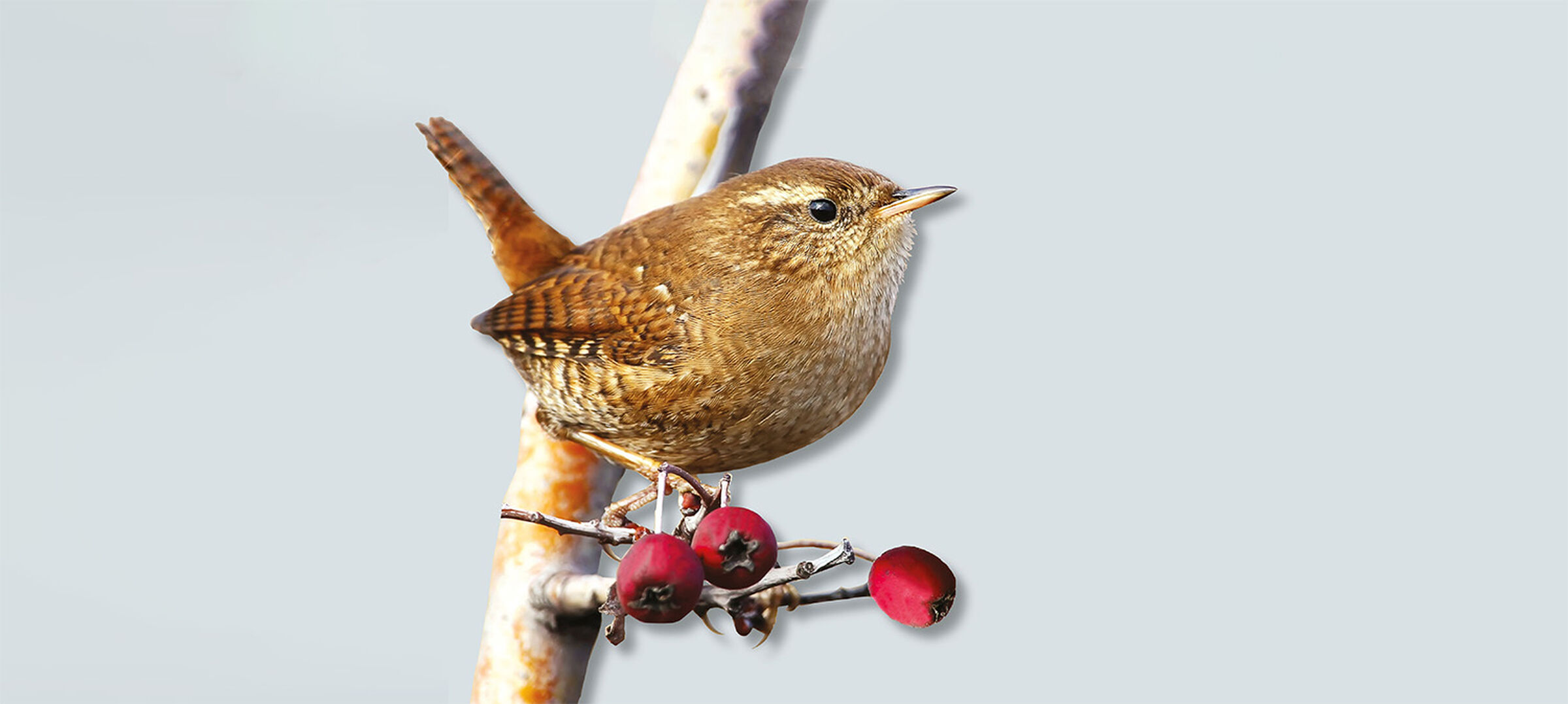 SESVanderHave UK - sugar beet seed - varieties - WREN