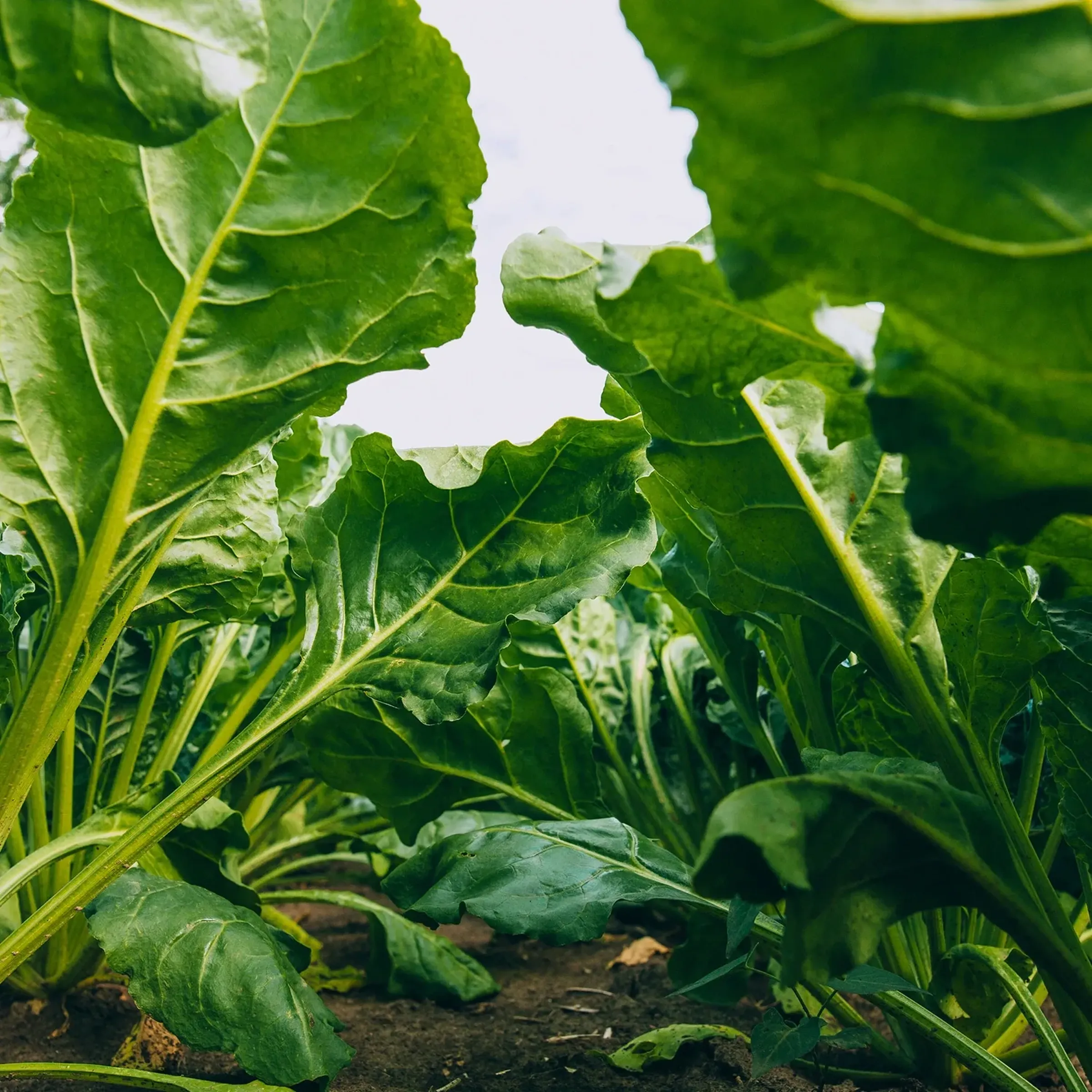 SES Vander Have American Crystal Sugar beet seed Varieties SV203