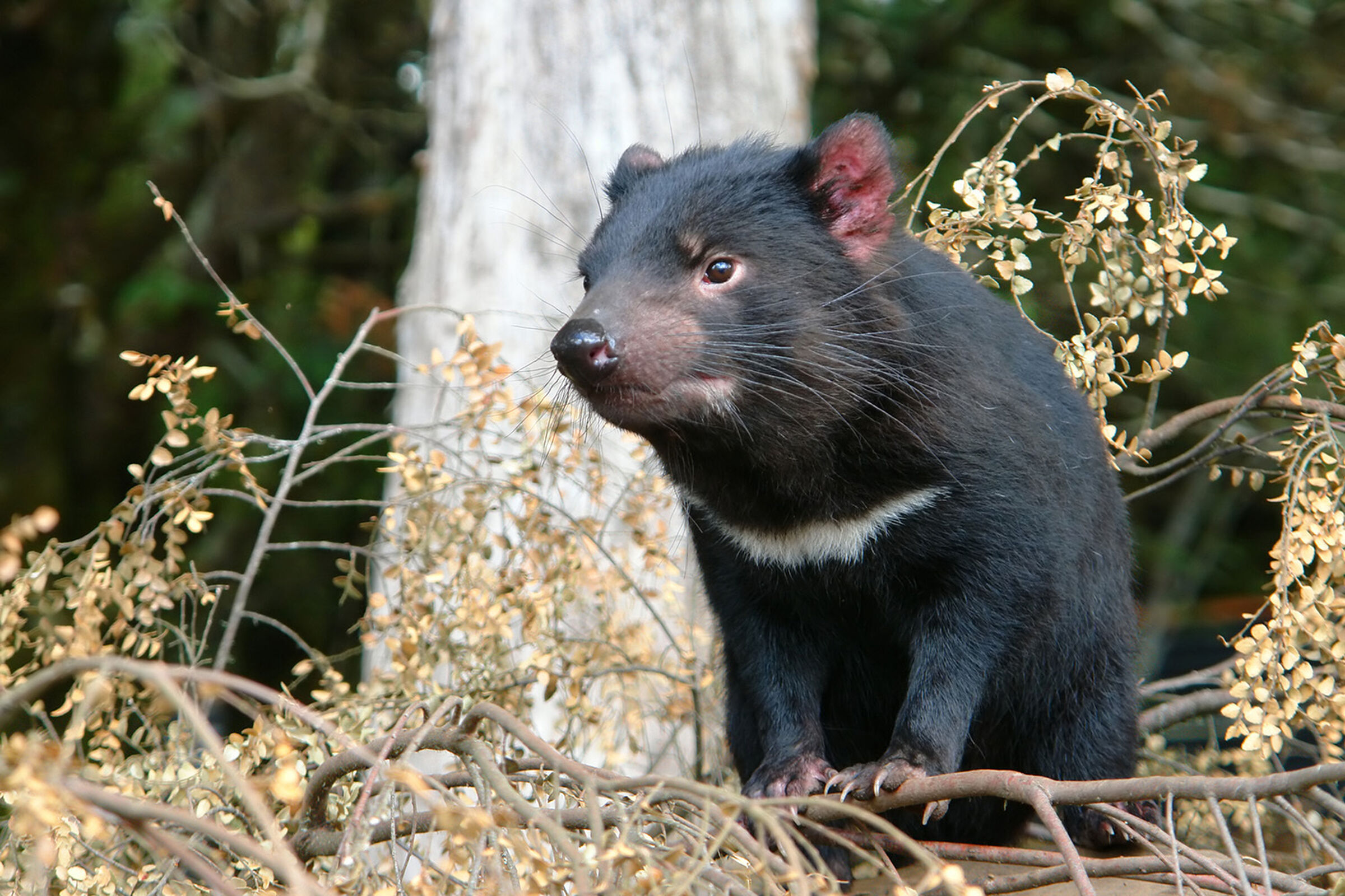 SESVanderHave - włochy odmiana nasion buraka cukrowego Conviso Smart MARSUPIAL SMART