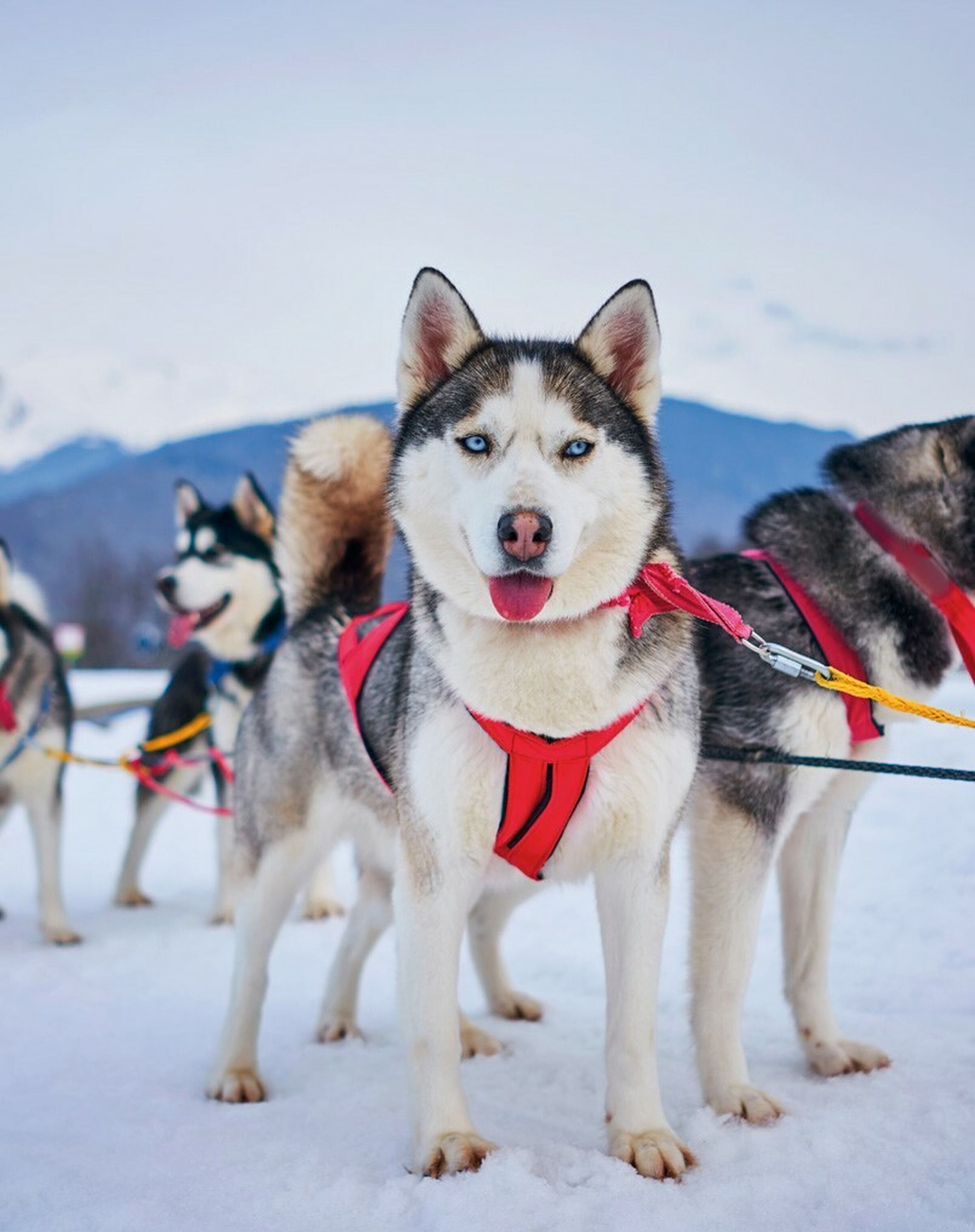 Sesvanderhave Italy sugar beet seed varieties HELSINKI