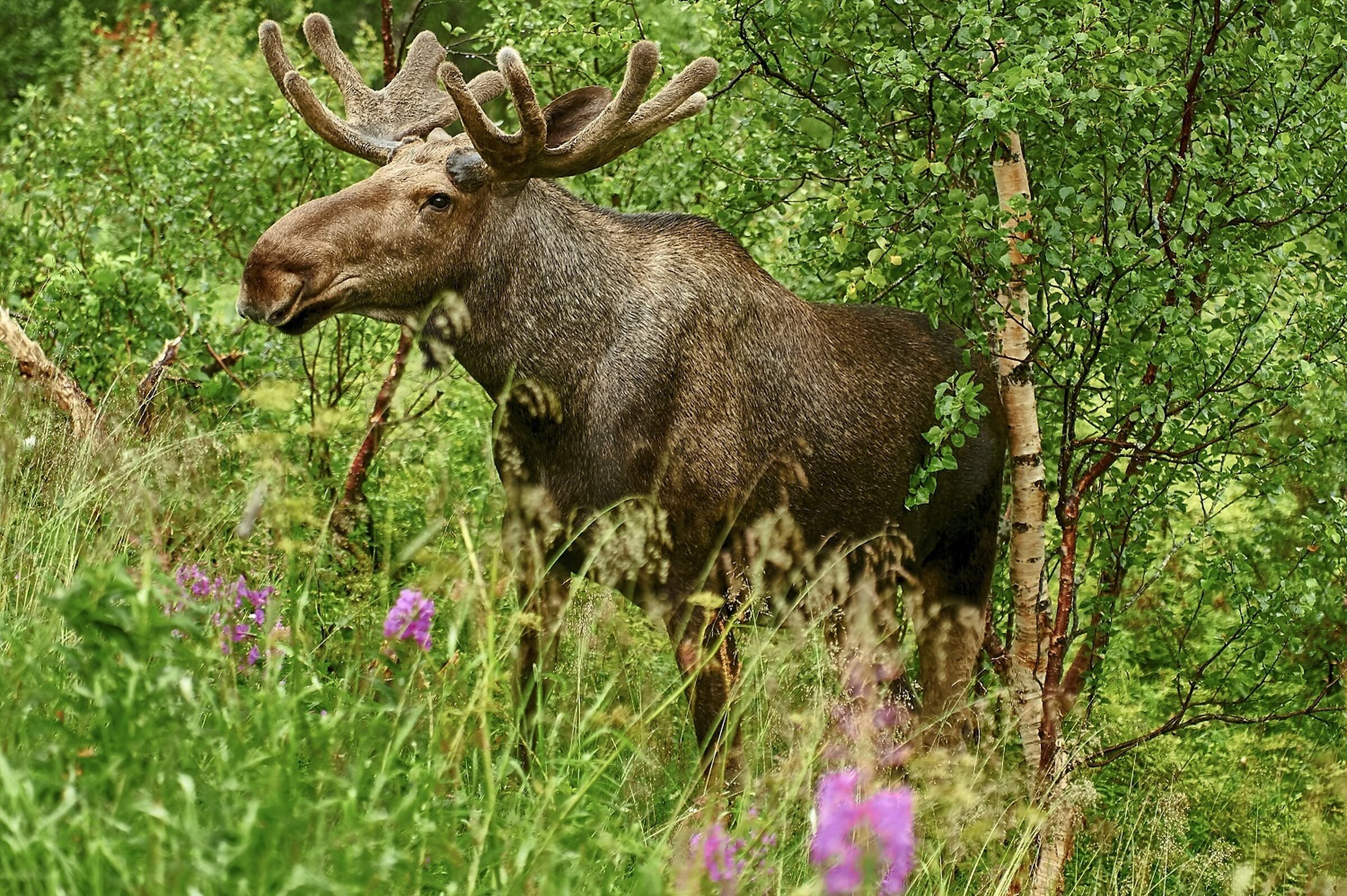 SESVanderHave - tanska sokerijuurikkaan siemenlajikkeet BLANS