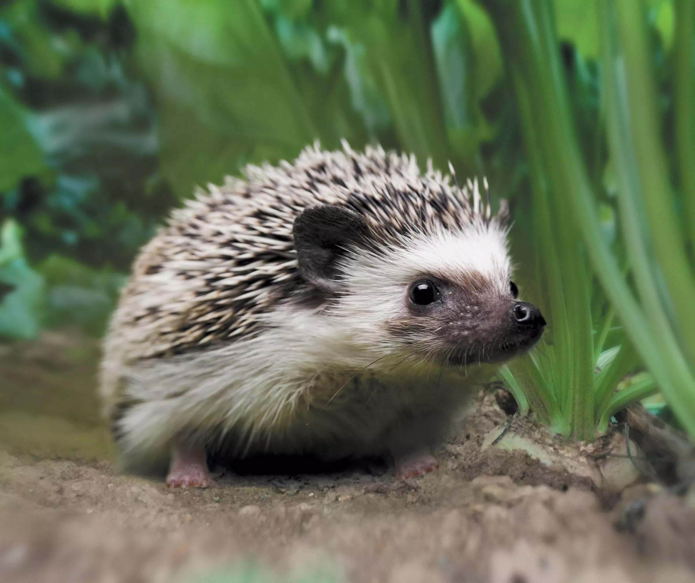 SESVanderHave - odrůdy osiva cukrové řepy - CONVISO SMART PYGMY SMART