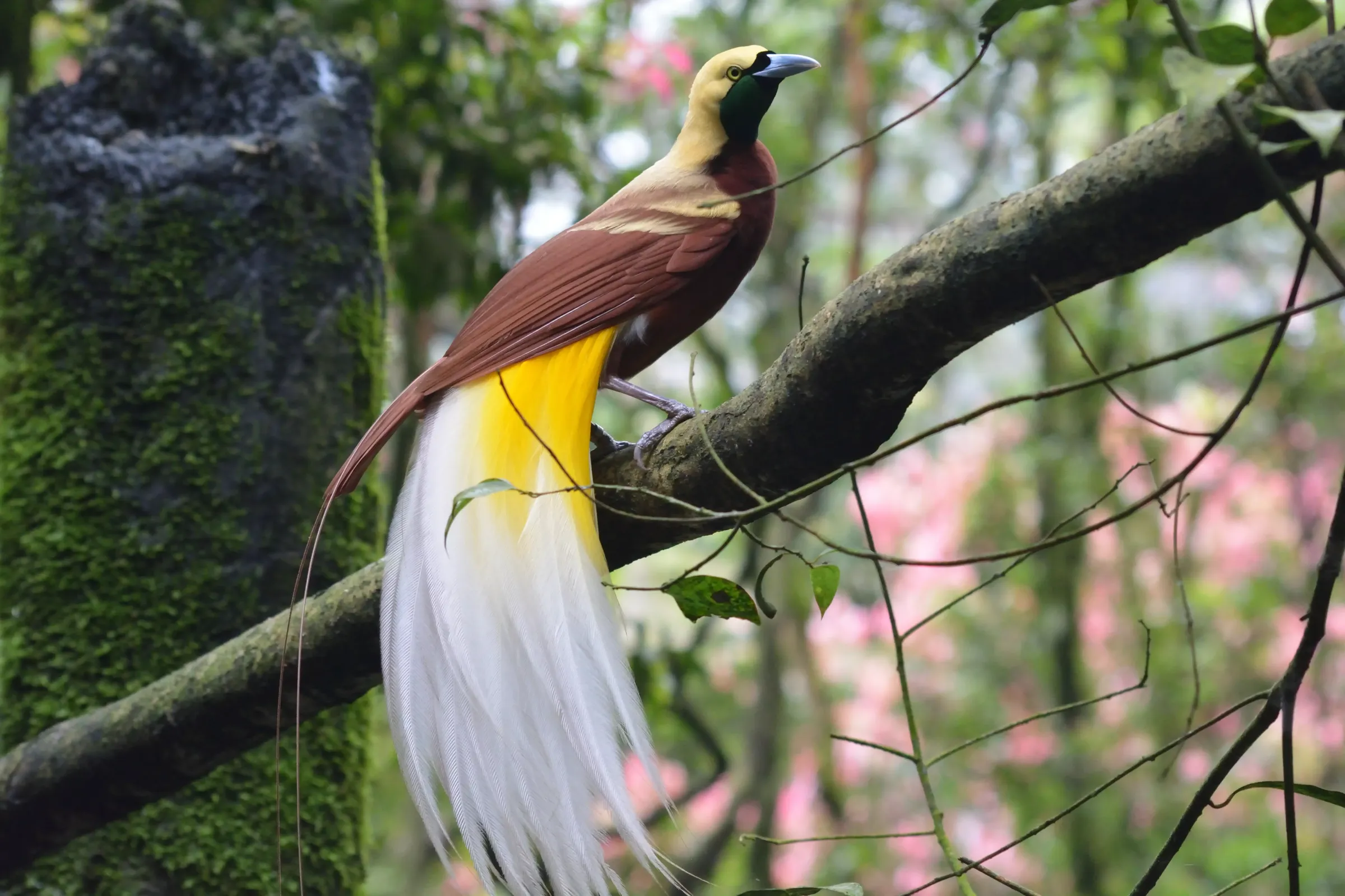 SESVanderHave - soiuri de semințe de sfeclă de zahăr CONVISO SMART HOACIN SMART