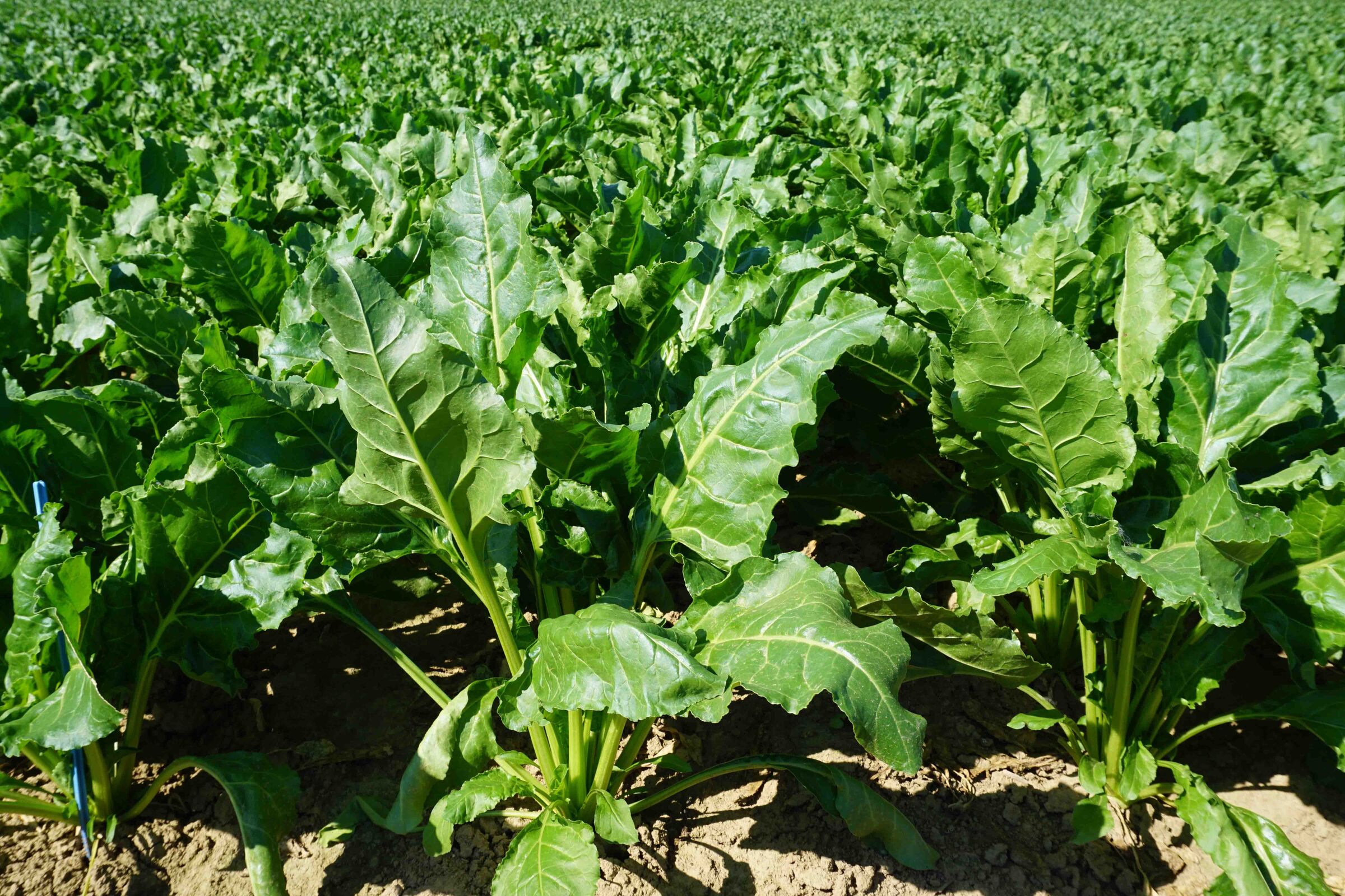 SES Vander Have Sugar beet seed varieties Vindobona