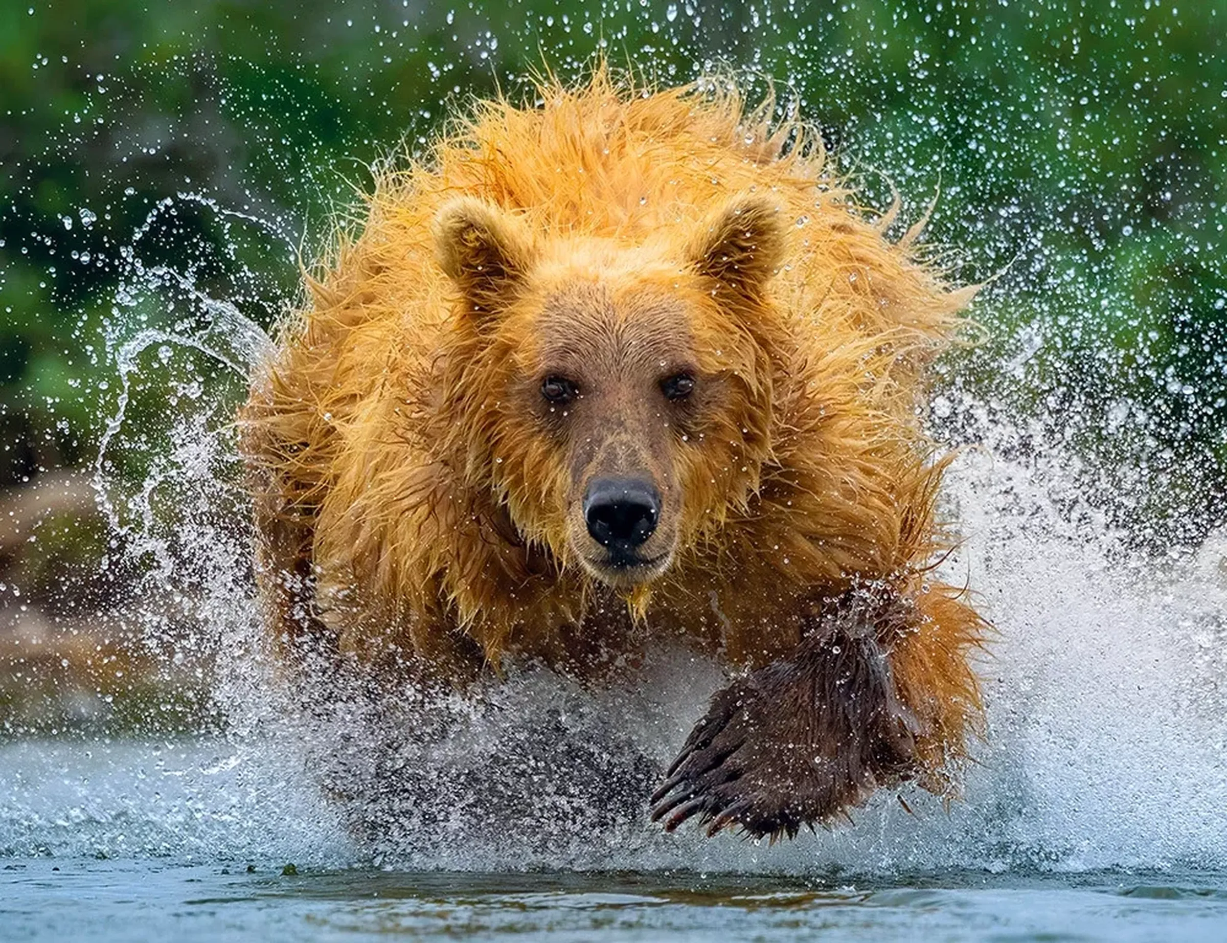 SES VanderHave france variété de semences de betterave sucrière OURS
