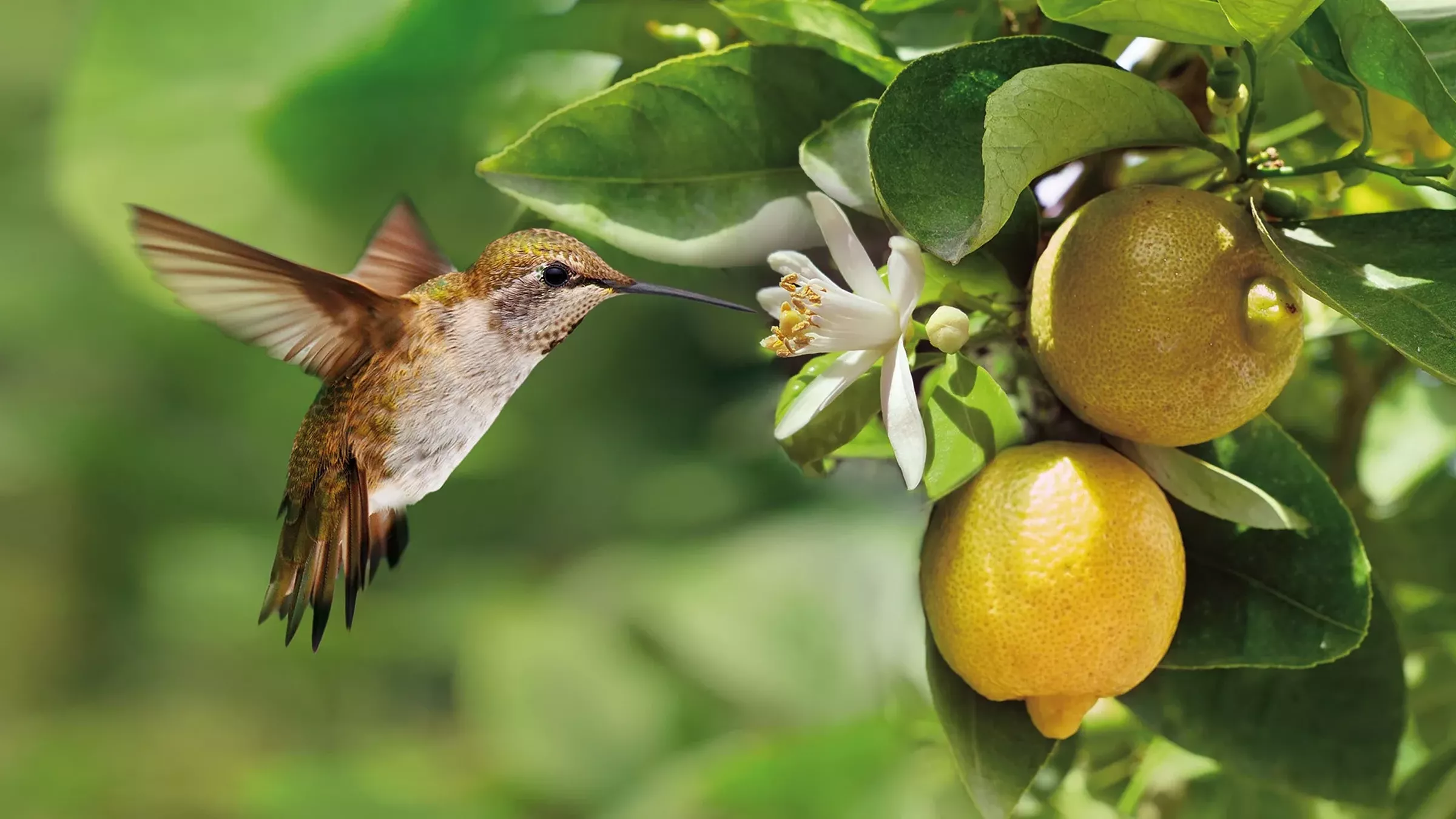 SESVanderHave - France semence de betteraves sucrières CITRONNIER