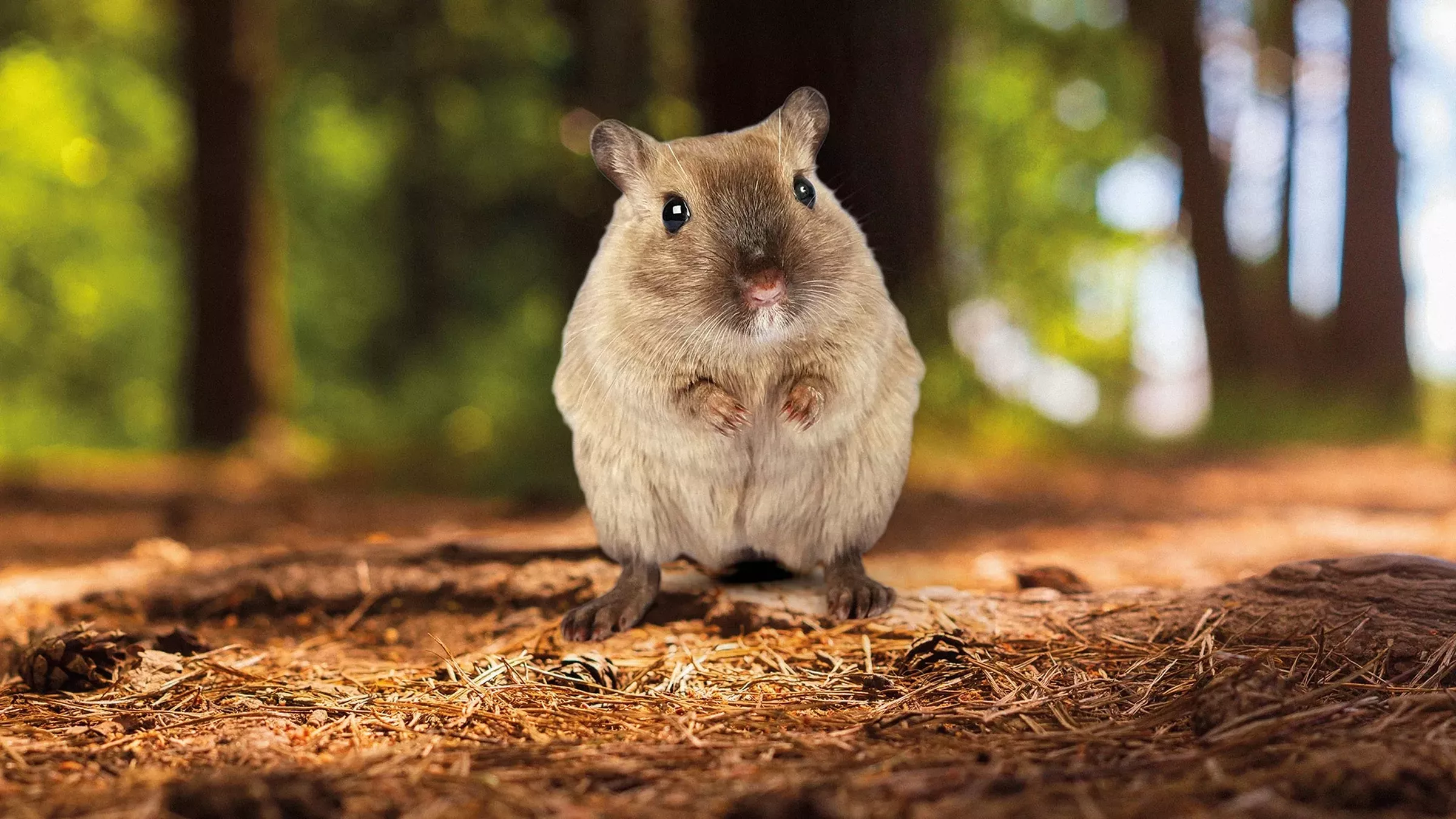 SESVanderHave - France variété de semences de betteraves sucrières LEMMING