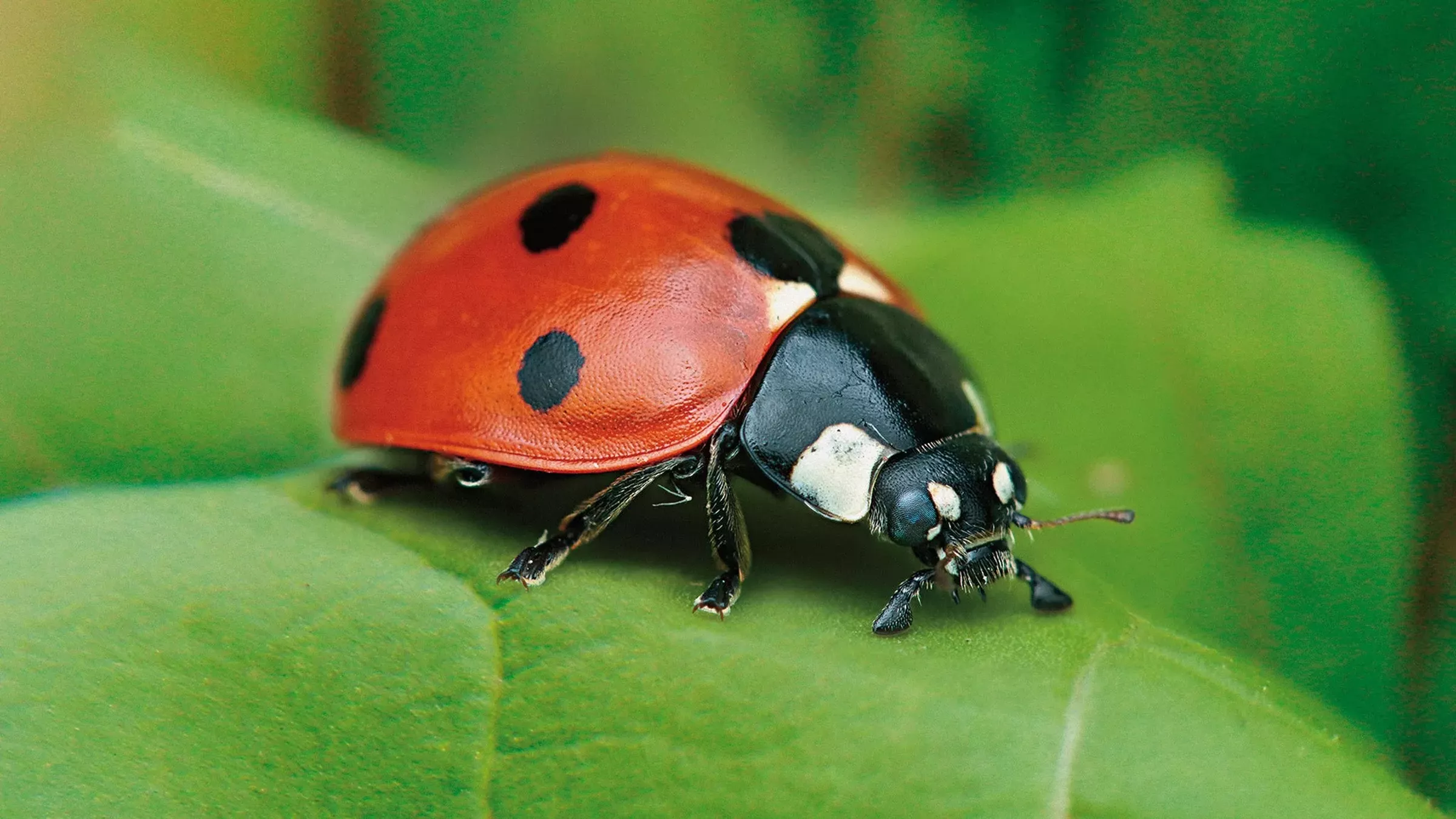 SESVanderHave - France variété de semences de betteraves sucrières COCCINELLE