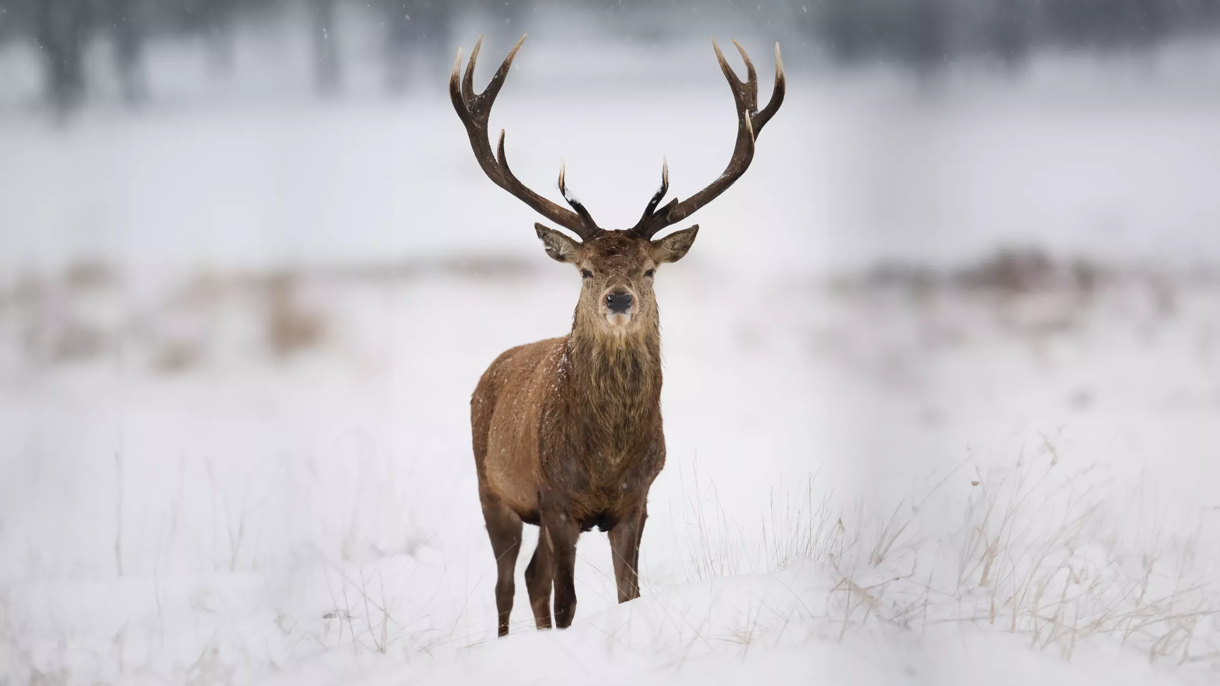 Sesvanderhave sugar beet seed variety ANTLER