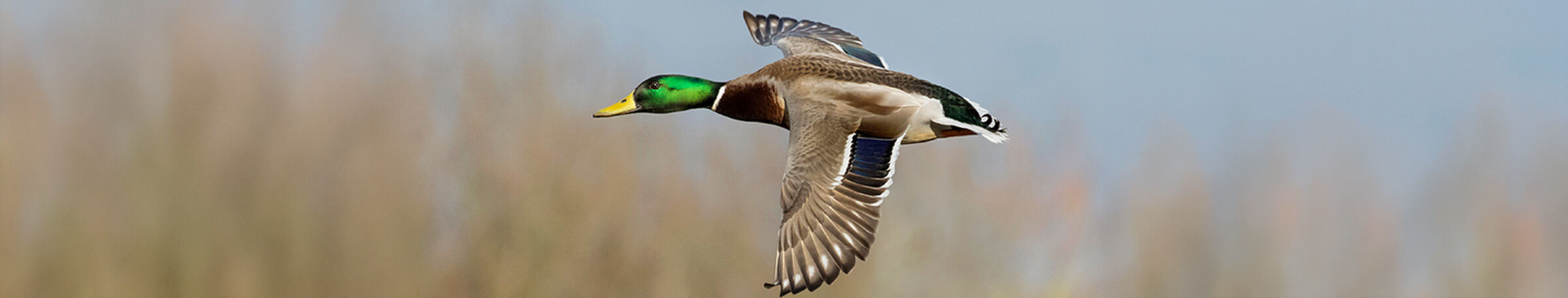 Sesvanderhave sugar beet seed varieties MALLARD