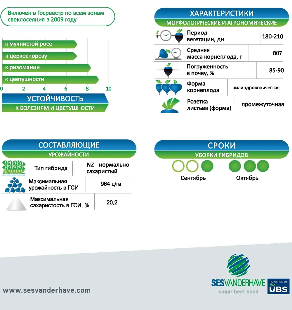 Sesvanderhave Беларусь Наши гибриды ФЕДЕРІКА